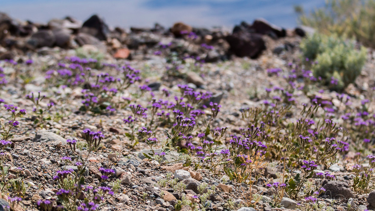 Canon EF 70-200mm F2.8L IS II USM sample photo. Death valley photography