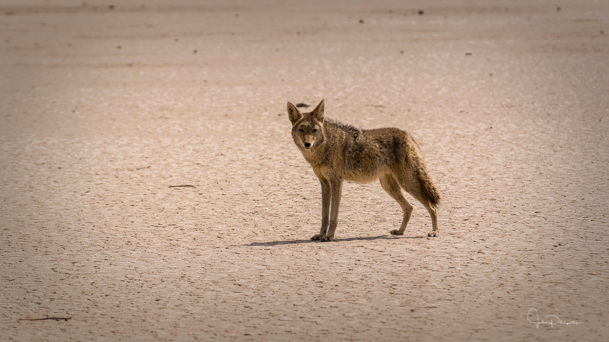 Canon EF 70-200mm F2.8L IS II USM sample photo. Death valley photography