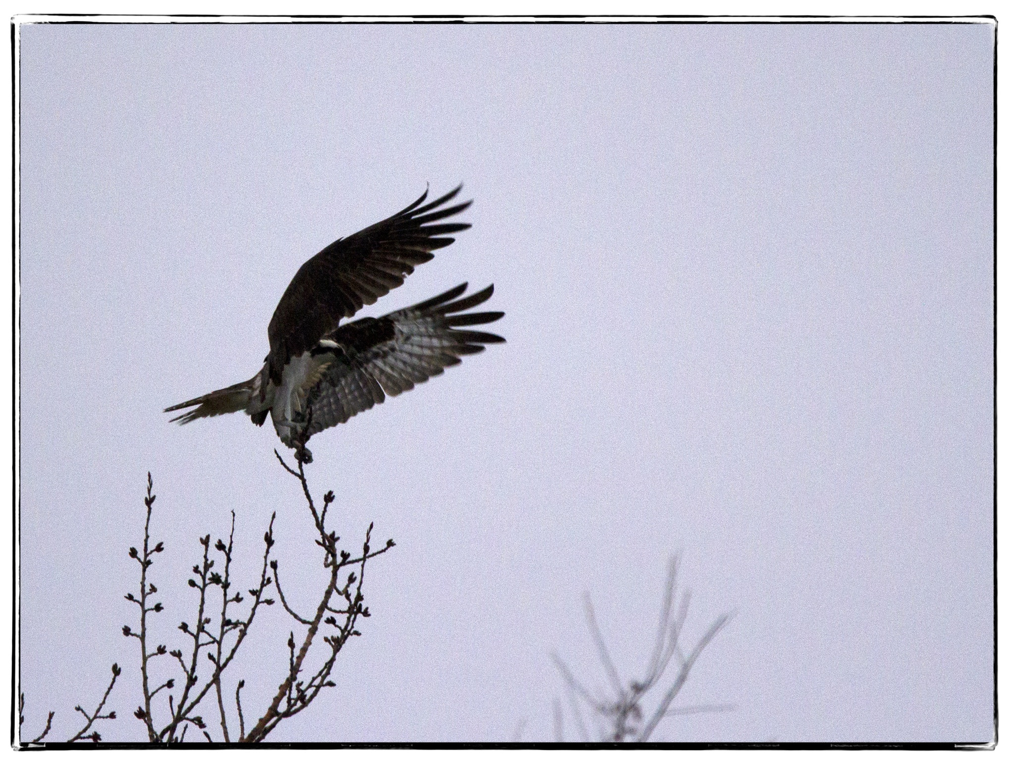 150-600mm F5-6.3 DG OS HSM | Contemporary 015 sample photo. Rough-legged hawk takes flight. photography
