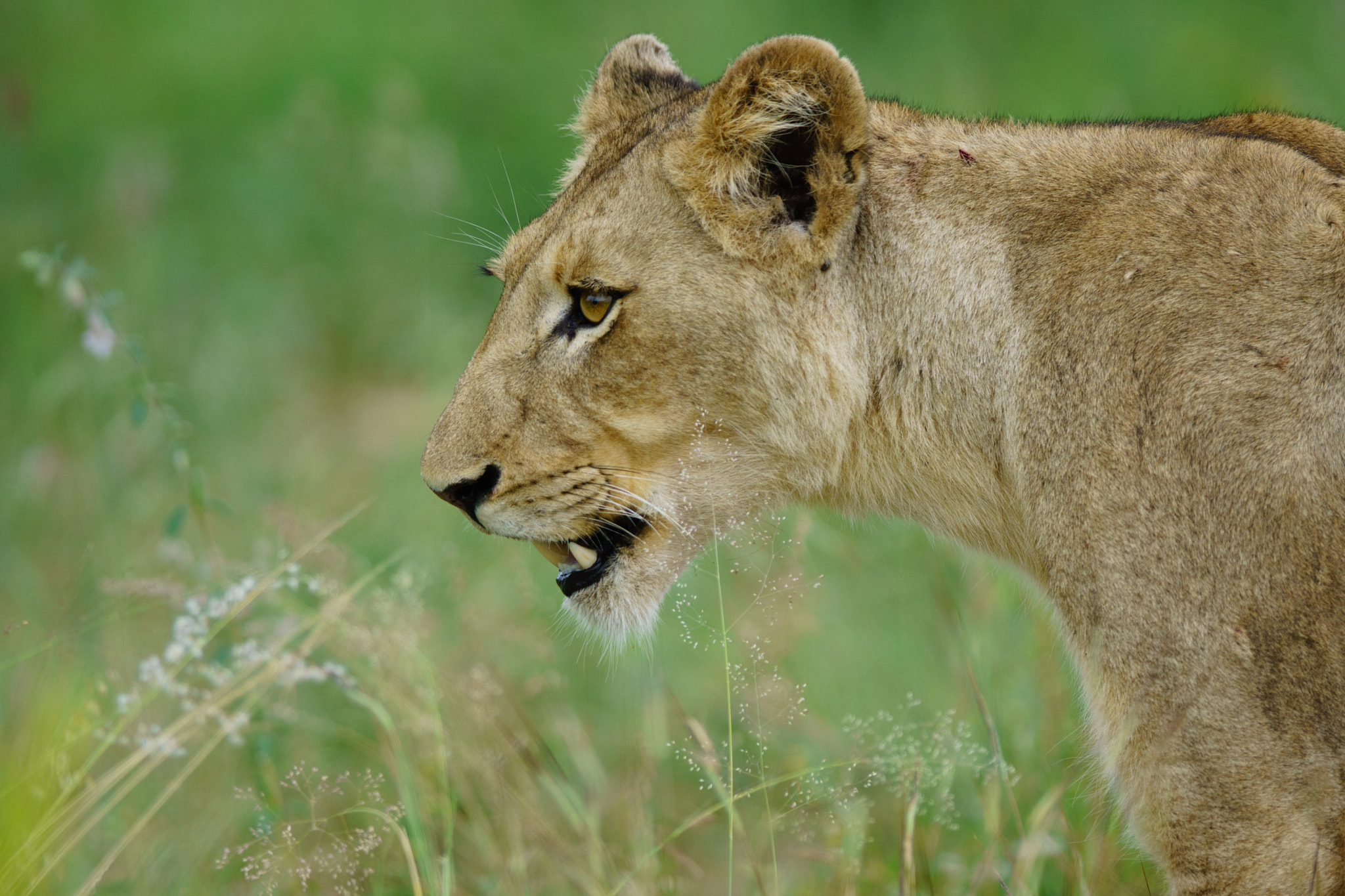 300mm F2.8 G sample photo. Young lion photography