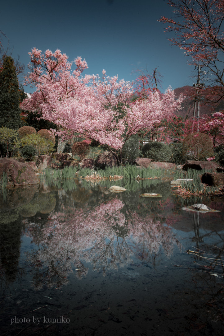 Sigma 20mm EX f/1.8 sample photo. Cherry blossom photography