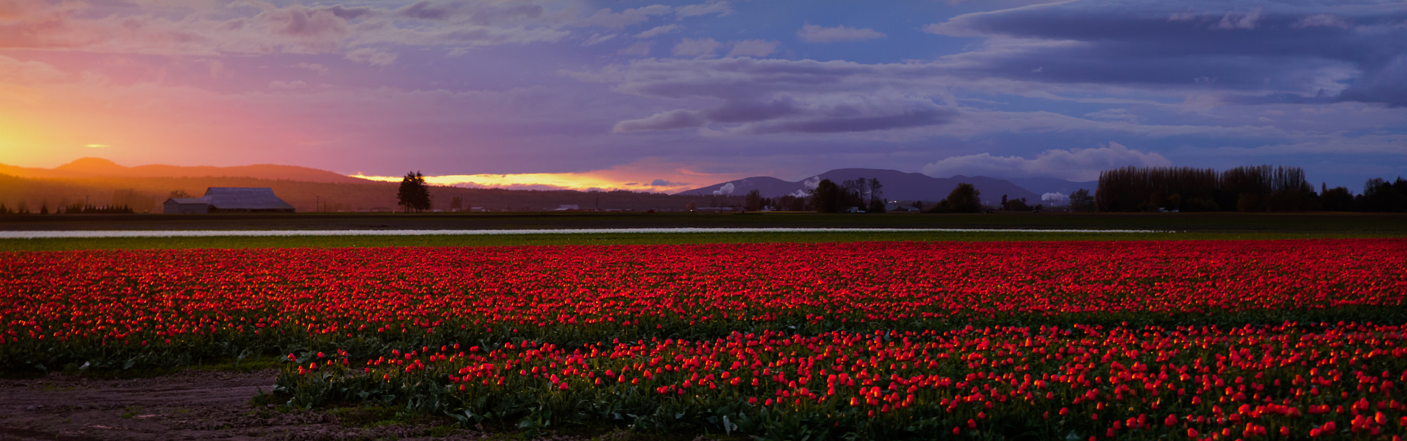 Nikon D810 + Tamron SP 24-70mm F2.8 Di VC USD sample photo. Tulips at sunset photography