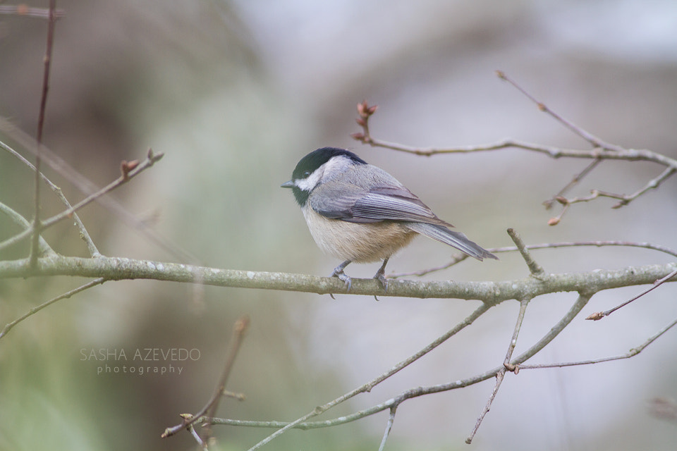 Canon EOS 7D + Canon EF 400mm F5.6L USM sample photo. Carolina chickadee photography