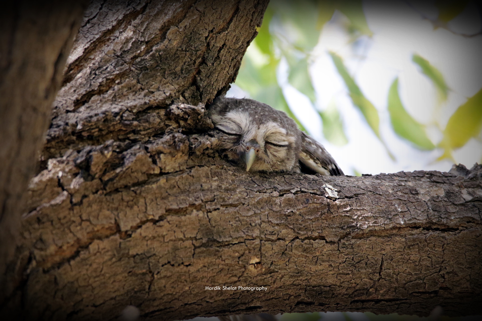 Canon EOS 7D Mark II + Sigma 150-600mm F5-6.3 DG OS HSM | C sample photo. Spotted owlet taking nap in the noon time at little rann of kutch,gujarat,india#earth day photography