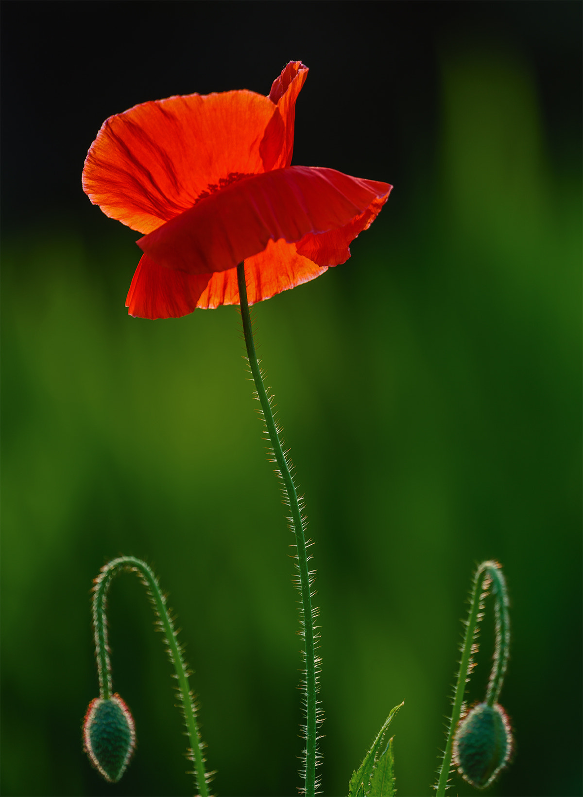 Sony FE 70-300mm F4.5-5.6 G OSS sample photo. Poppy photography