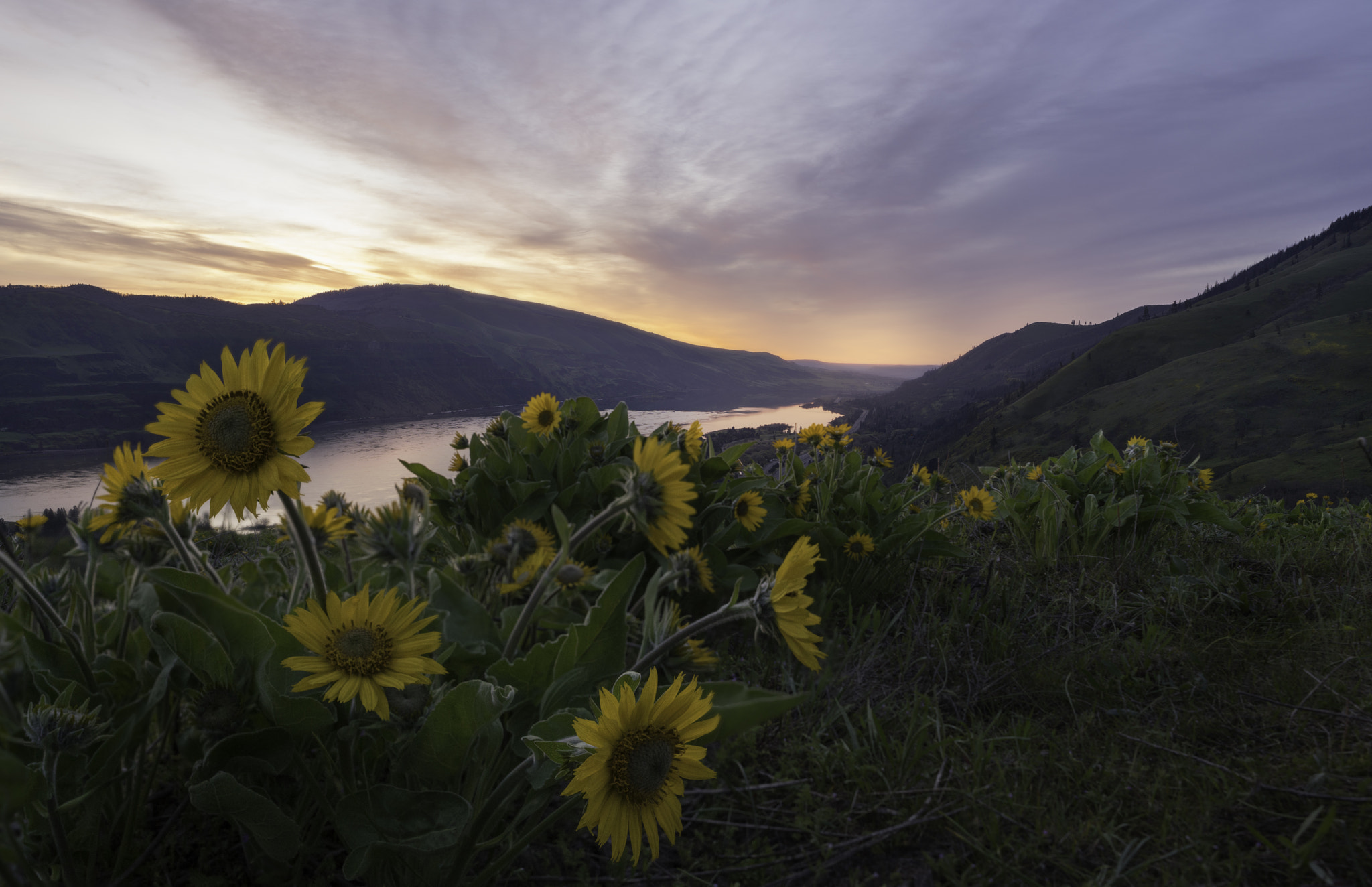 Sony a7R II + E 21mm F2.8 sample photo. Rowena photography