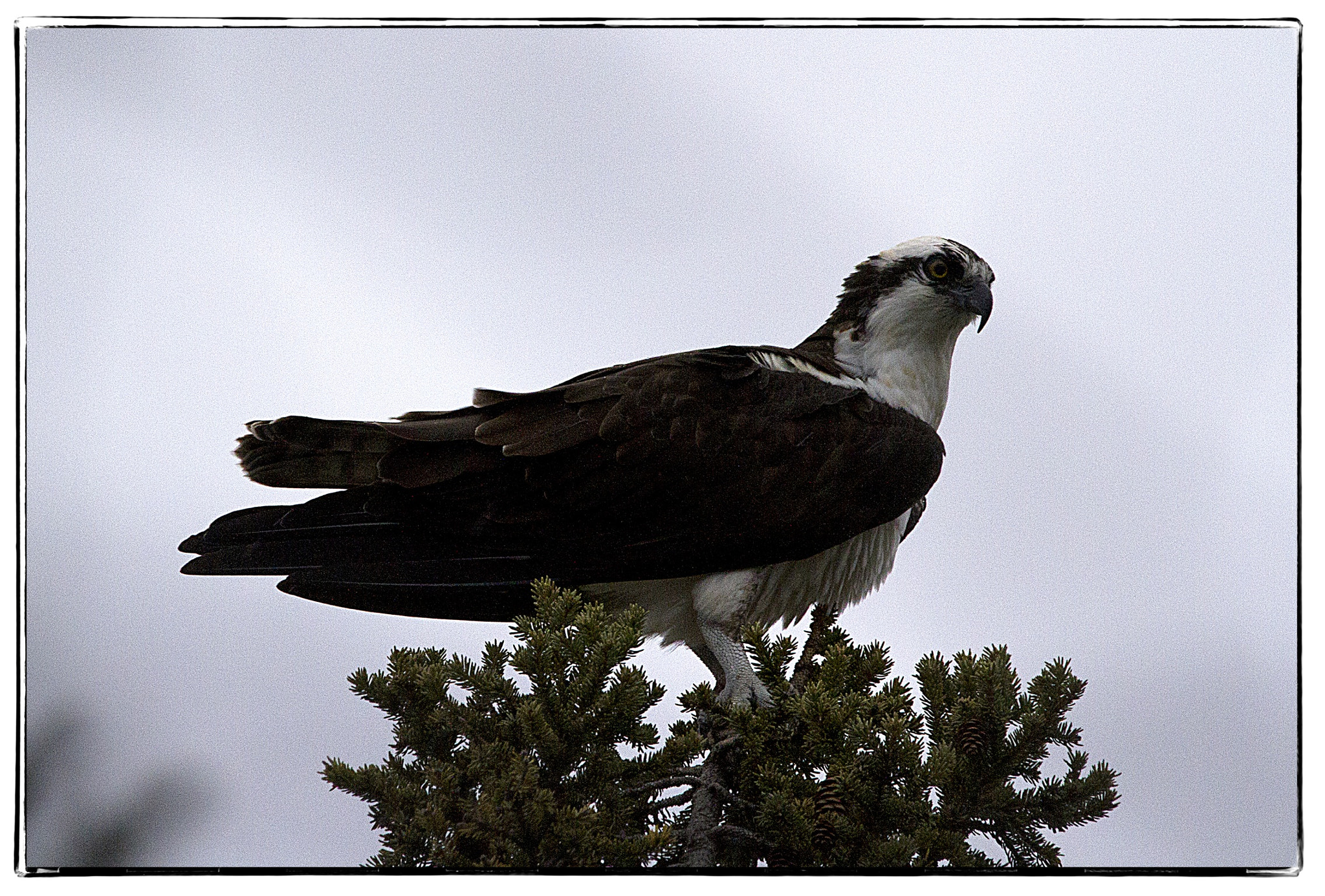 150-600mm F5-6.3 DG OS HSM | Contemporary 015 sample photo. Rough-legged hawk. photography