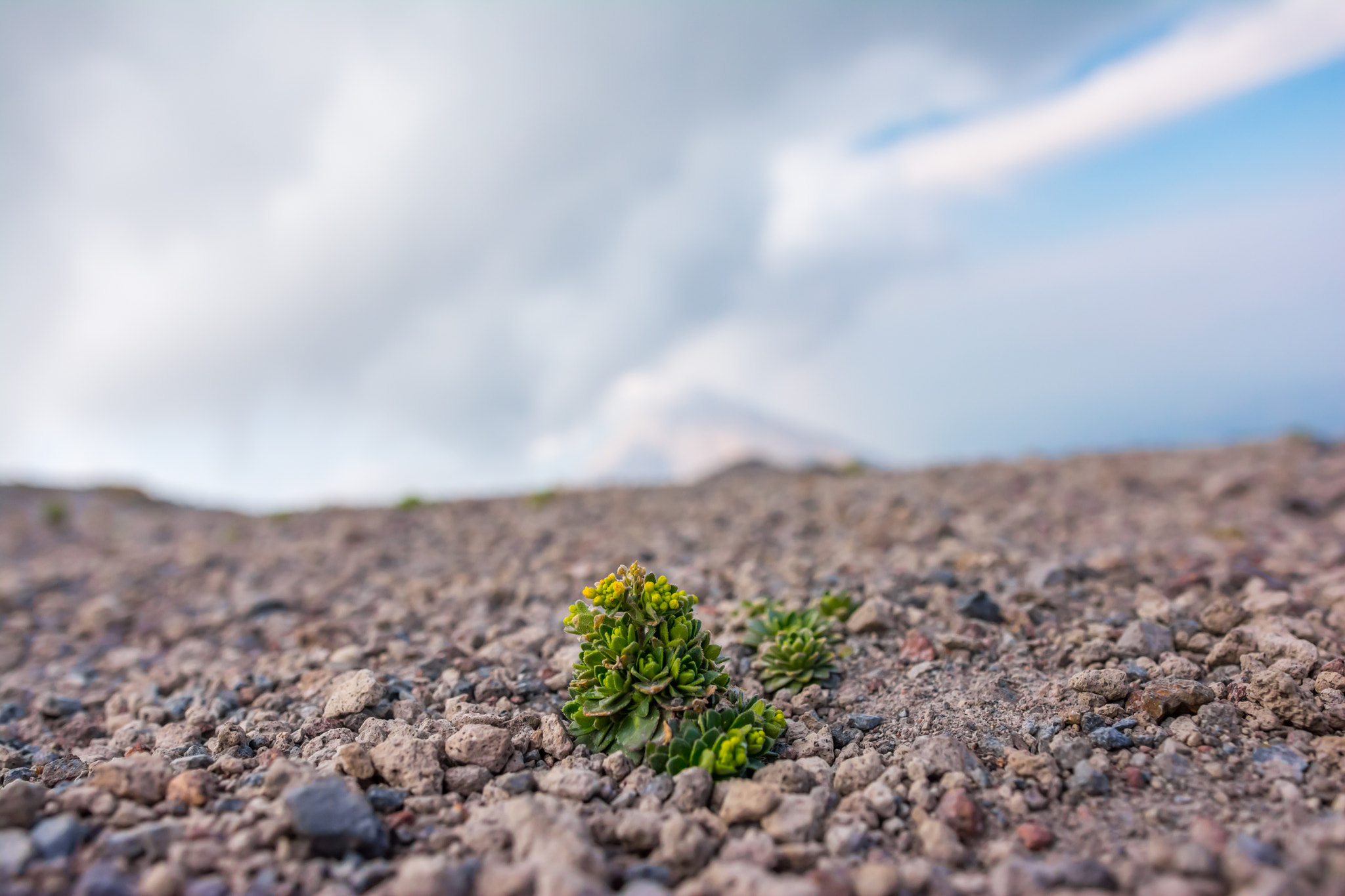 Nikon D7100 + Sigma 18-35mm F1.8 DC HSM Art sample photo. Earthday! photo taken over 12,000 fts in the colim ... photography