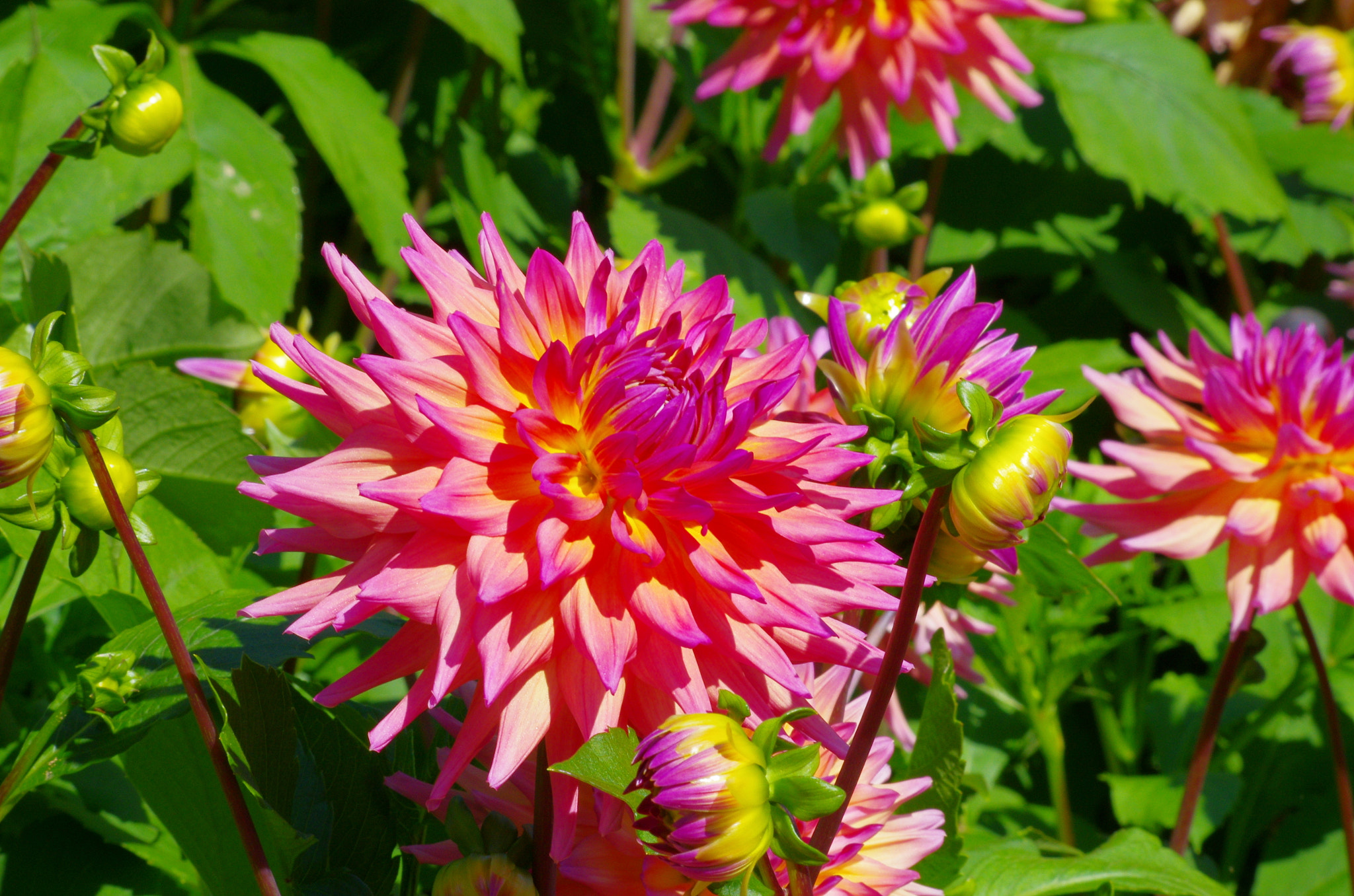 Pentax K-5 sample photo. Bright colors of the dahlias - mainau island photography