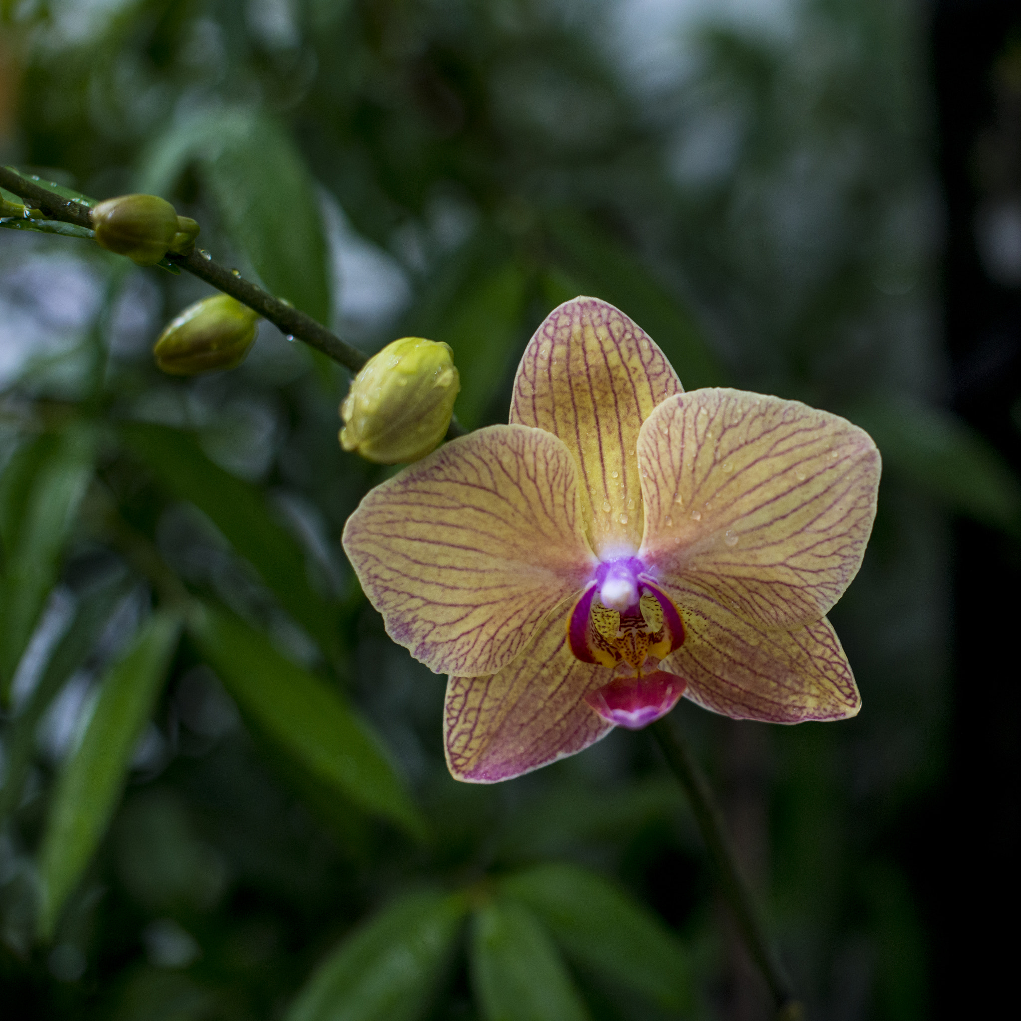 Nikon D800 + Nikon AF-S Nikkor 50mm F1.4G sample photo. Once in a year photography