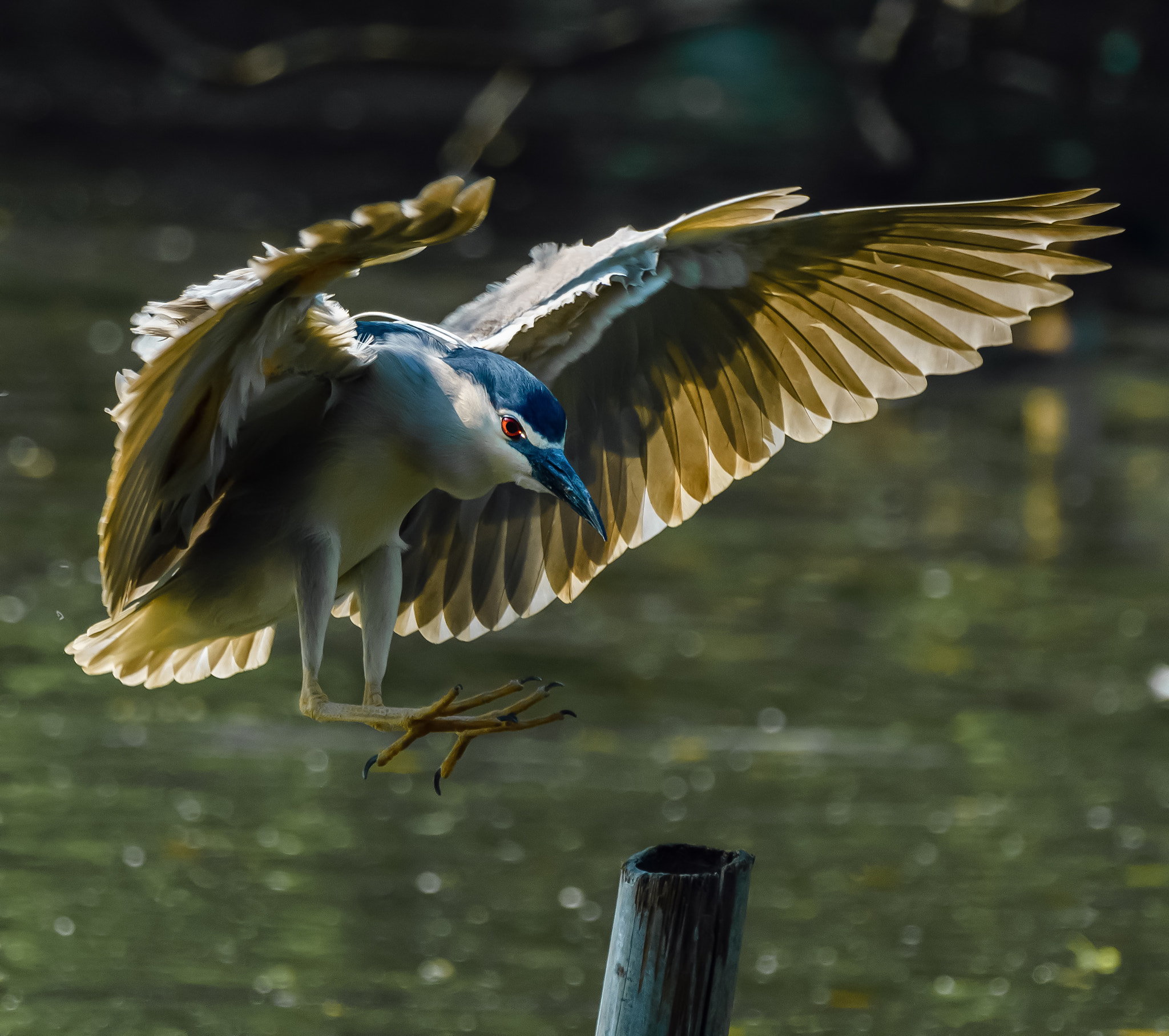 Sony FE 70-300mm F4.5-5.6 G OSS sample photo. Bird photography