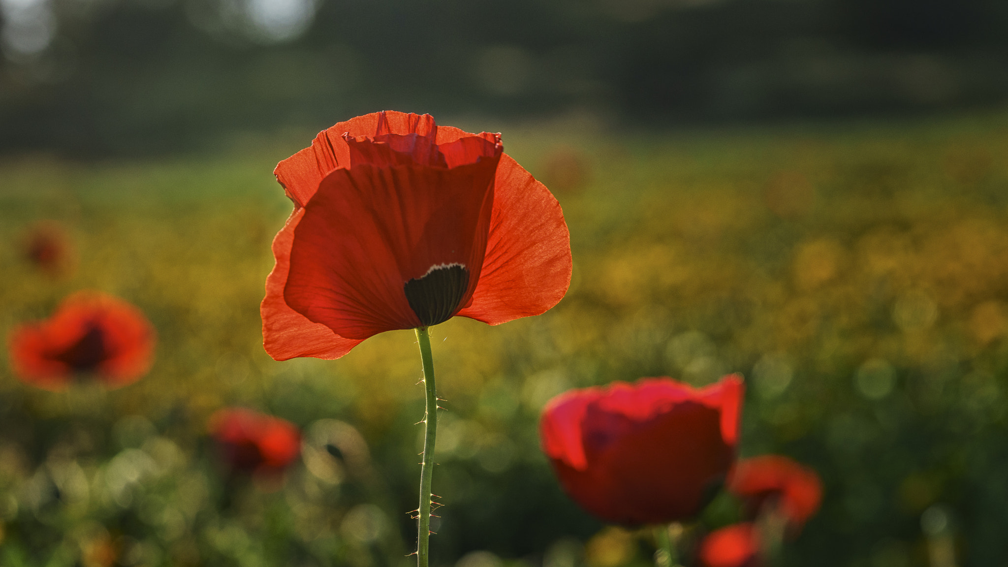 Sony a7 + Sony FE 90mm F2.8 Macro G OSS sample photo. Sunset light photography