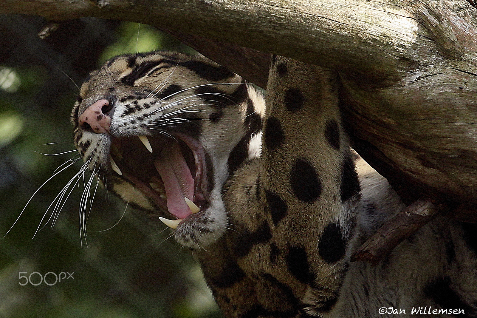 Canon EOS-1D Mark IV + Canon EF 300mm F2.8L IS II USM sample photo. Clouded leopard photography