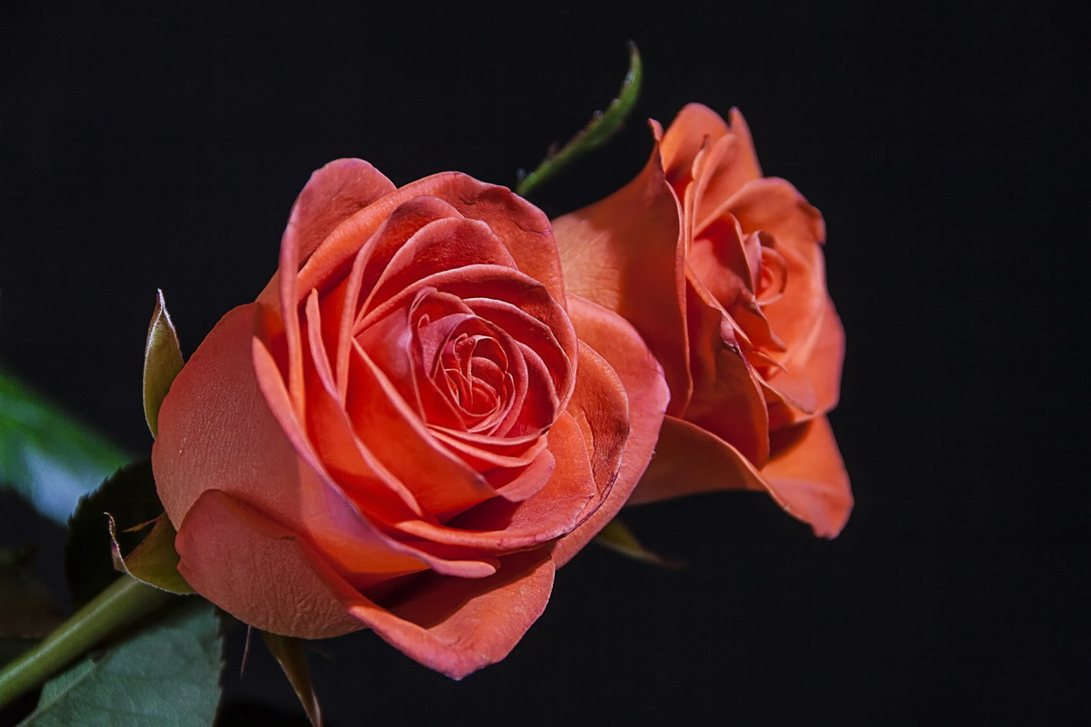 Canon EF-S 18-135mm F3.5-5.6 IS sample photo. Beautiful roses photography