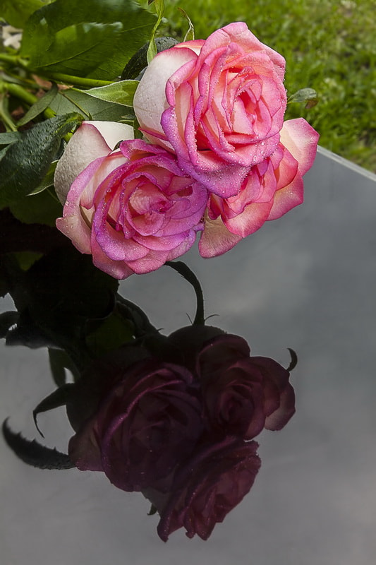 Canon EF-S 18-135mm F3.5-5.6 IS sample photo. Beautiful roses photography