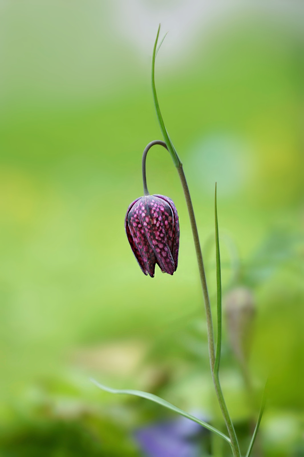 Sony a7 + Sony FE 24-240mm F3.5-6.3 OSS sample photo. Fritillaria photography