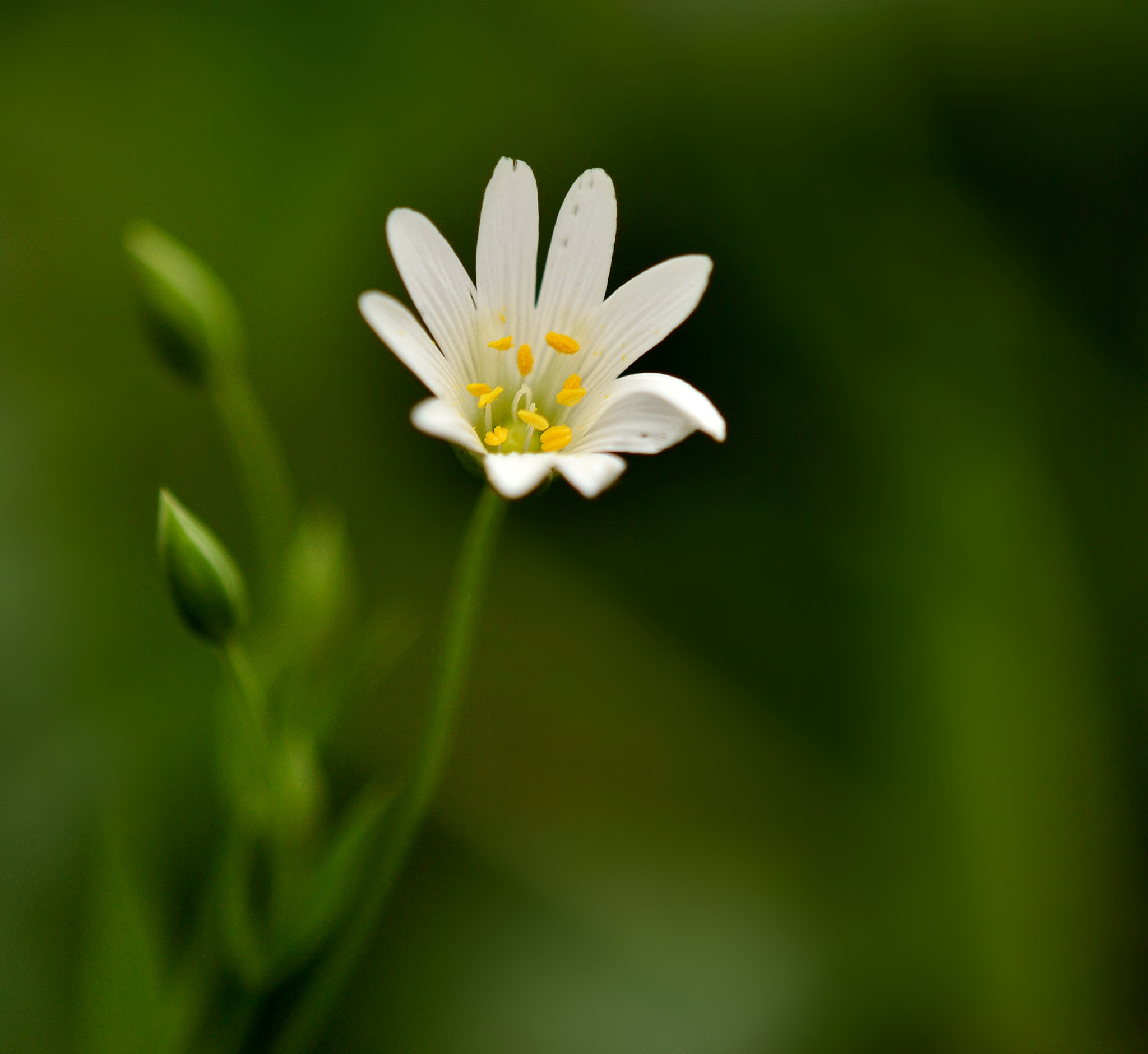 Nikon AF-S DX Micro-Nikkor 85mm F3.5G ED VR sample photo. Stellaria holostea photography