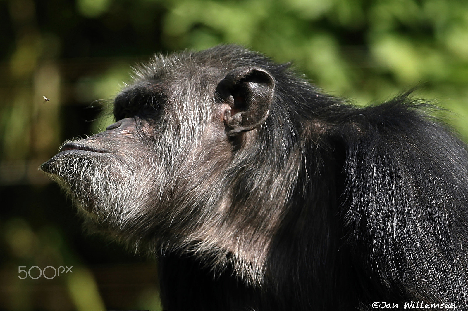 Canon EOS-1D Mark IV sample photo. Chimpanzee photography