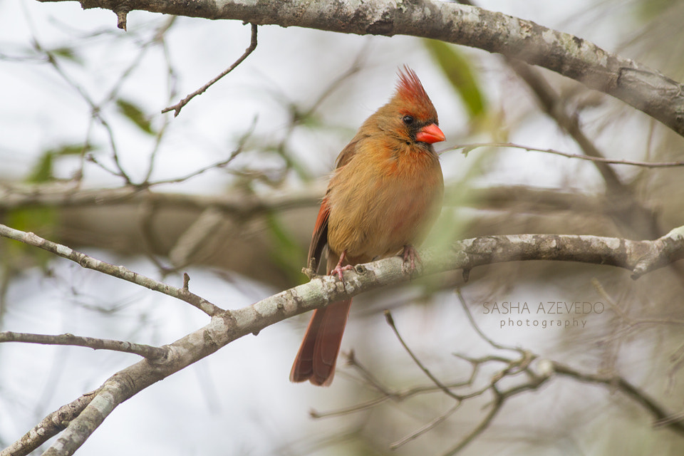 Canon EOS 7D + Canon EF 400mm F5.6L USM sample photo. Northern cardinal photography