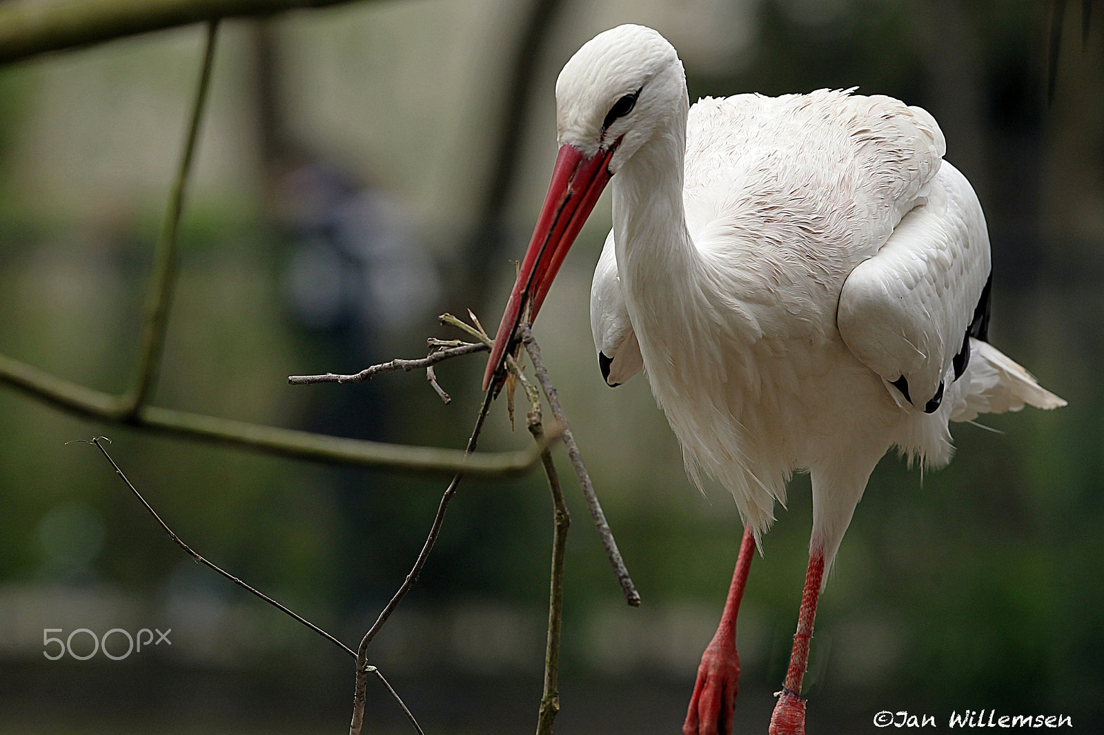 Canon EF 300mm F2.8L IS II USM sample photo. White stork photography