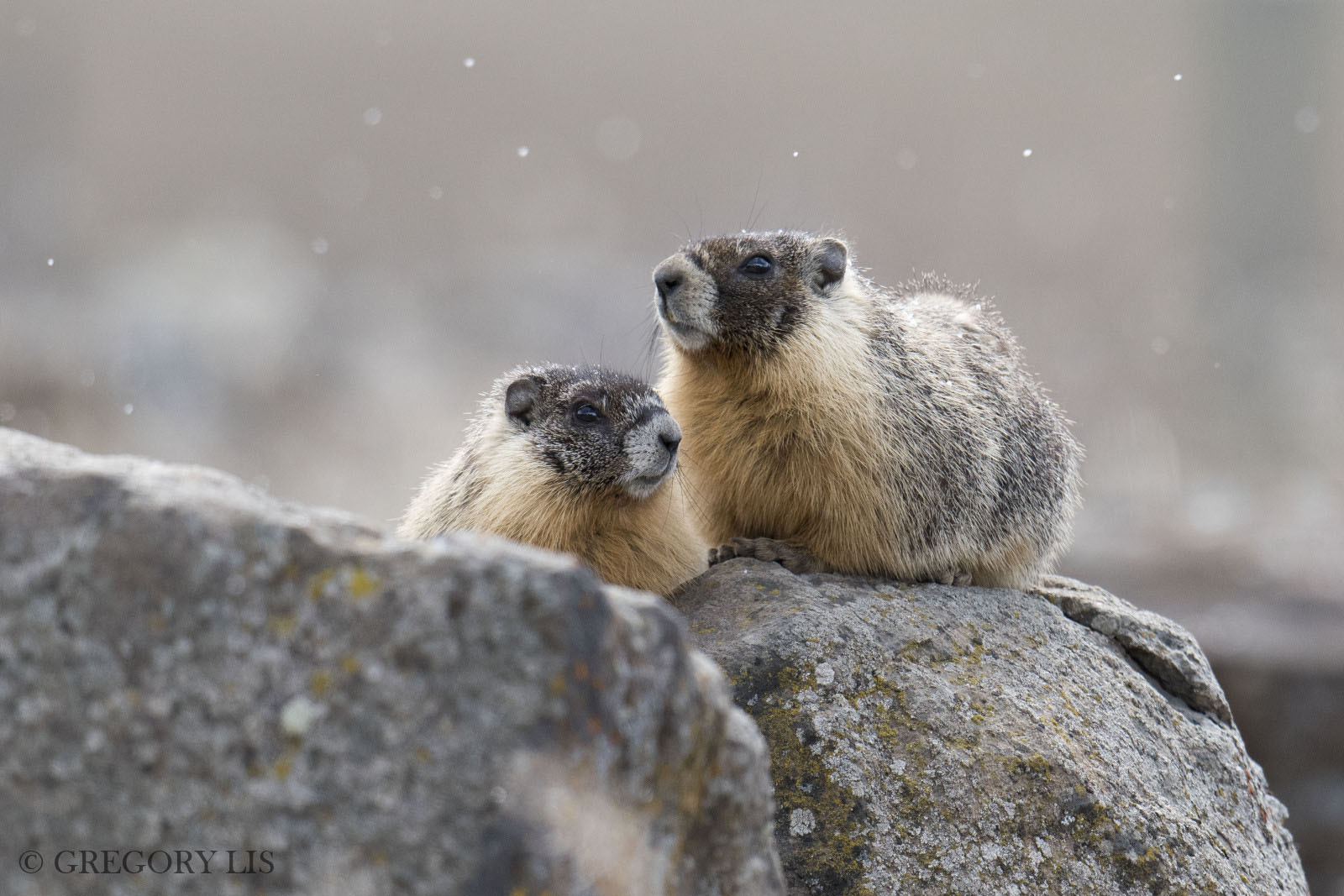 Nikon D810 + Nikon AF-S Nikkor 500mm F4G ED VR sample photo. Yellow-bellied marmot photography