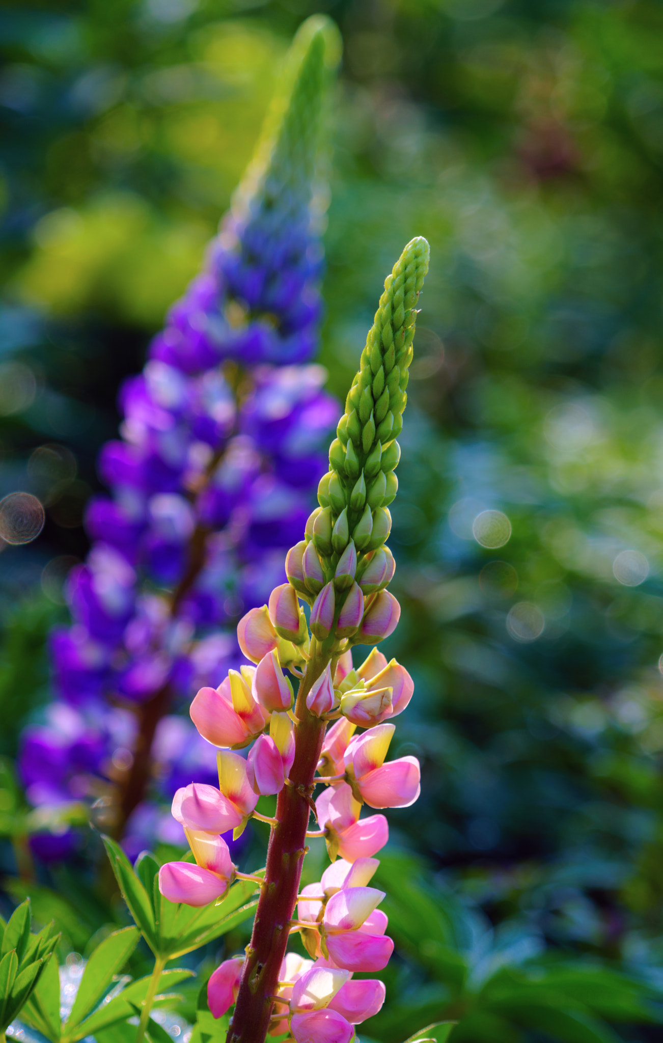 Sony FE 70-300mm F4.5-5.6 G OSS sample photo. Pink and blue photography