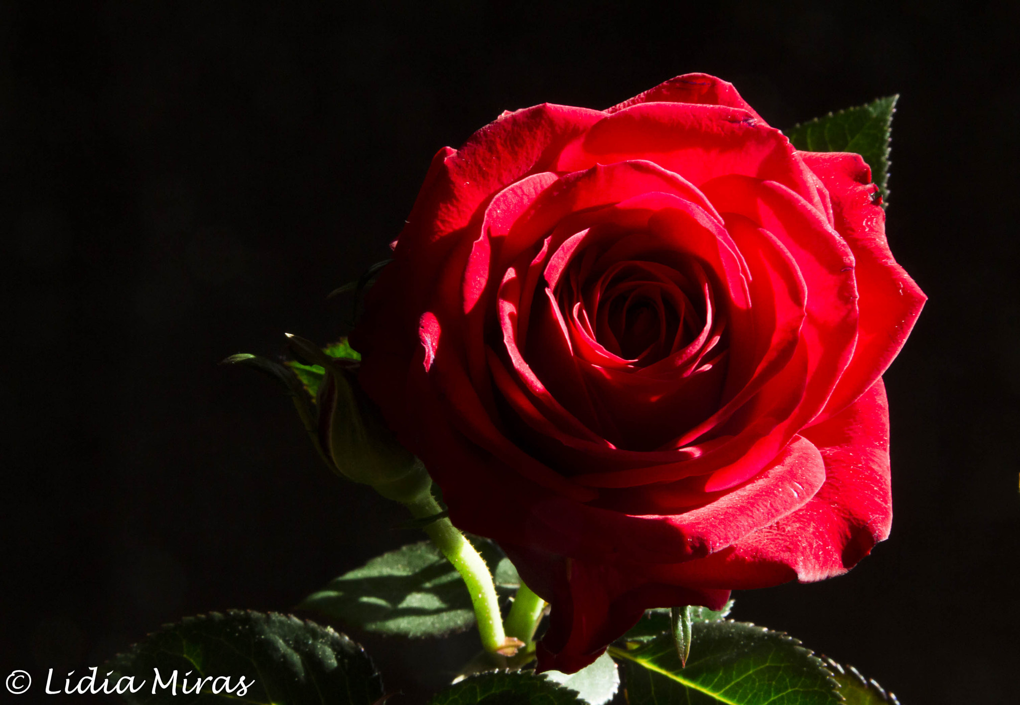 Sigma 18-200mm f/3.5-6.3 DC OS sample photo. Rose photography