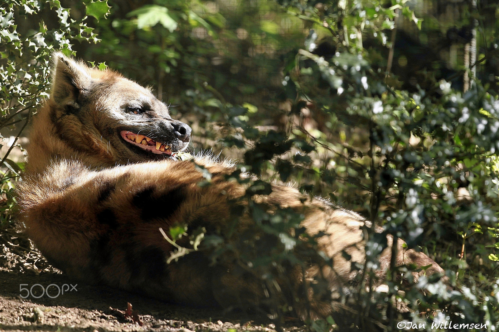 Canon EF 300mm F2.8L IS II USM sample photo. Spotted hyena photography