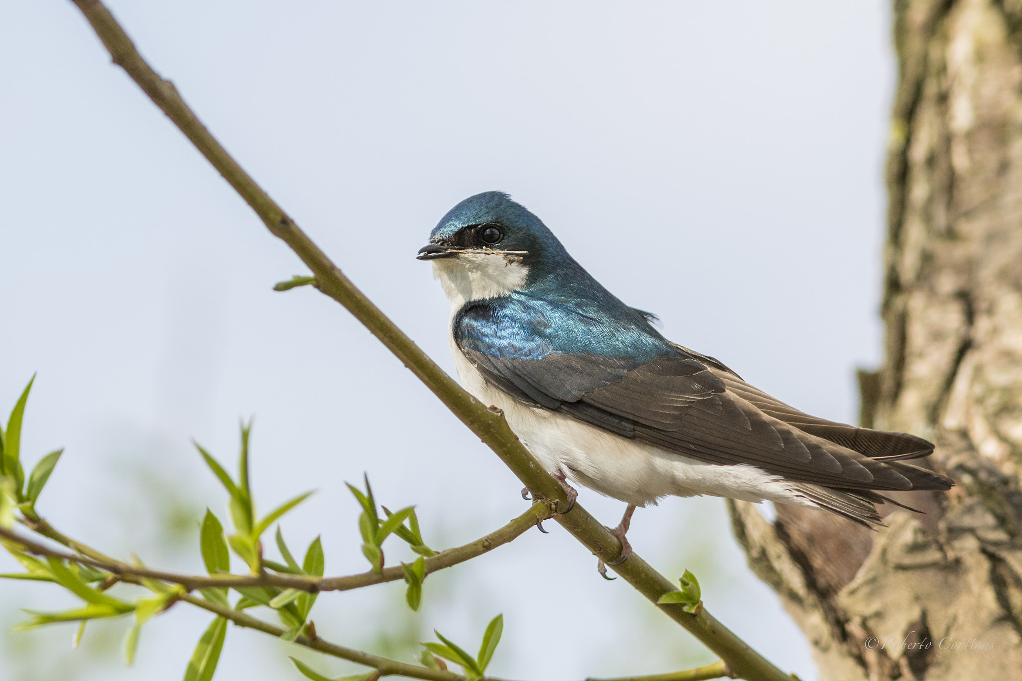 Canon EF 300mm F4L IS USM sample photo. Tree swallow photography