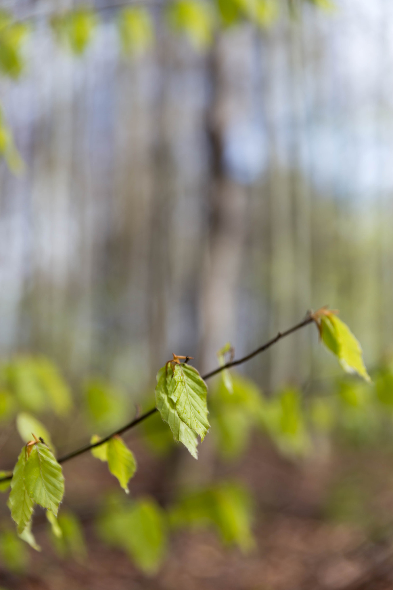 Nikon D610 sample photo. Green leaves photography