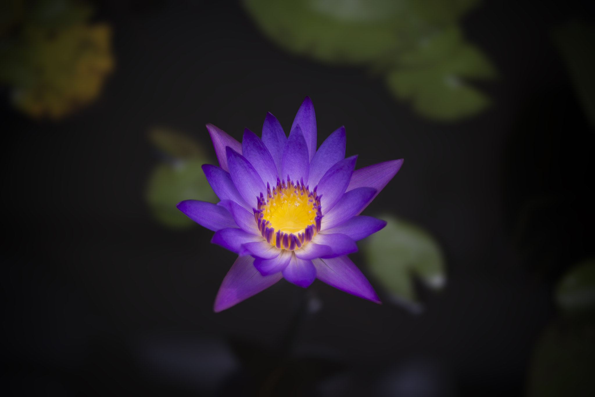 Nikon D610 + AF Zoom-Nikkor 28-70mm f/3.5-4.5D sample photo. Waterlily photography