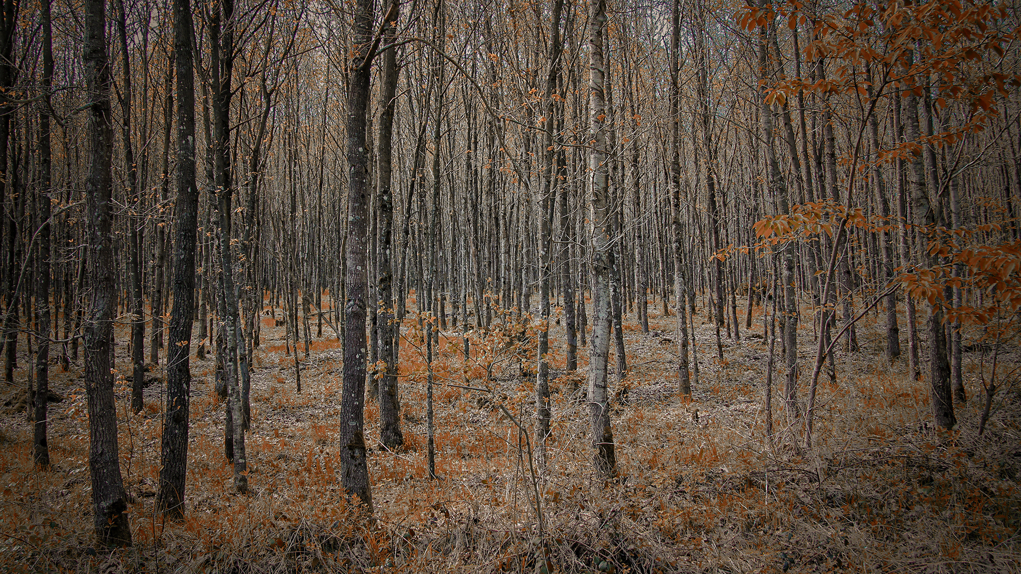 Canon EF-S 17-85mm F4-5.6 IS USM sample photo. Forest photography