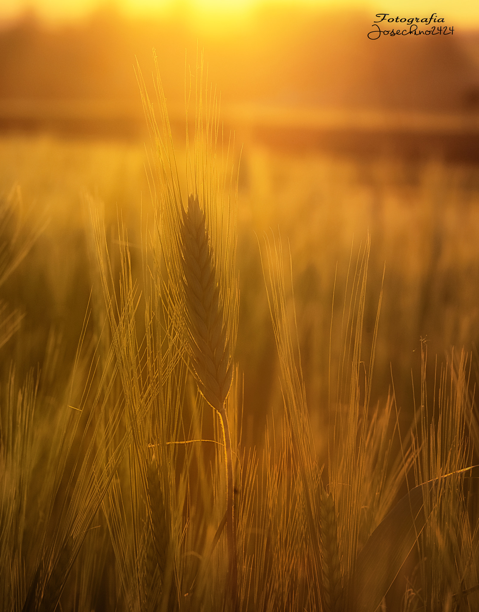 Nikon D600 sample photo. Luz en los campos.... photography