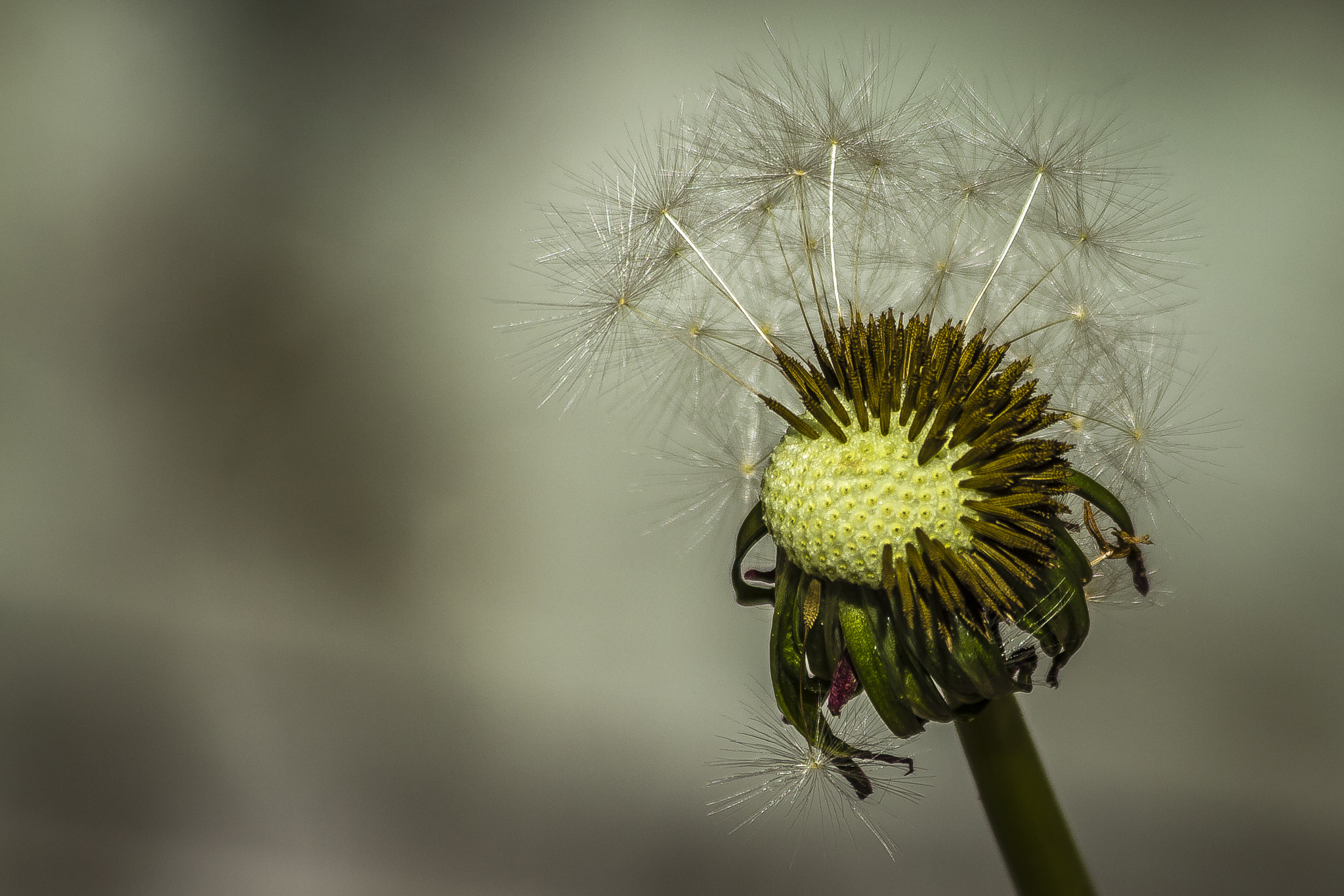 Canon EF 70-300mm F4-5.6 IS USM sample photo. Dandelion 2 photography