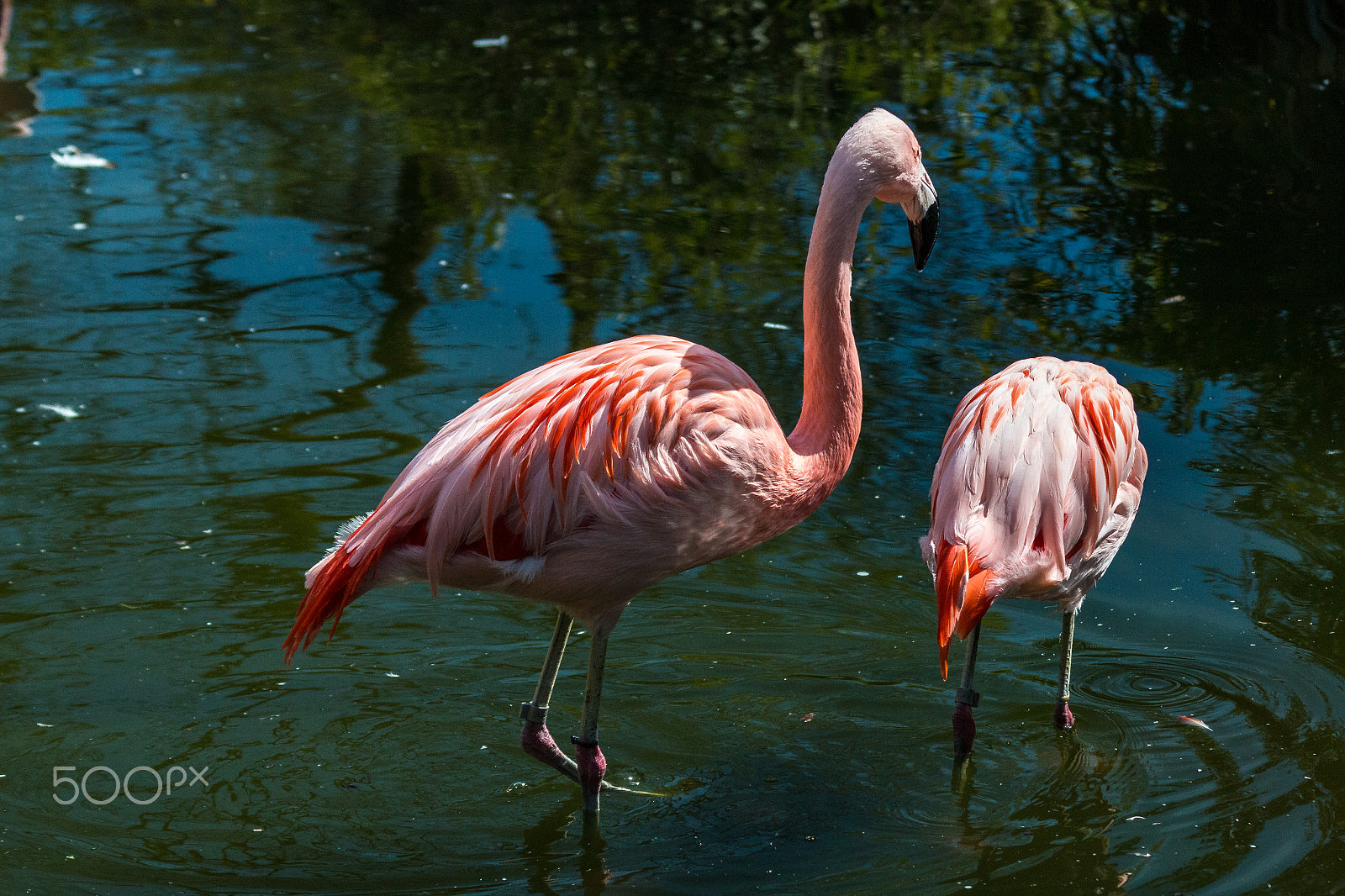 Canon EF 70-300mm F4-5.6 IS USM sample photo. Flamingos photography