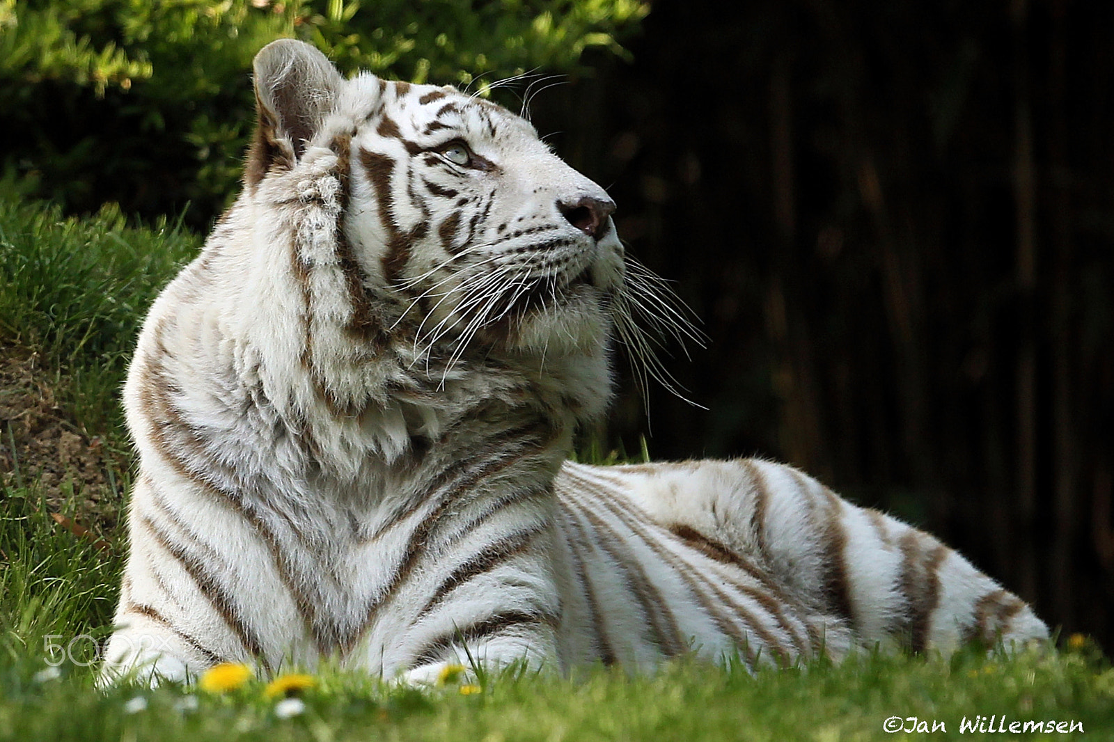 Canon EOS-1D Mark IV + Canon EF 300mm F2.8L IS II USM sample photo. White tiger photography