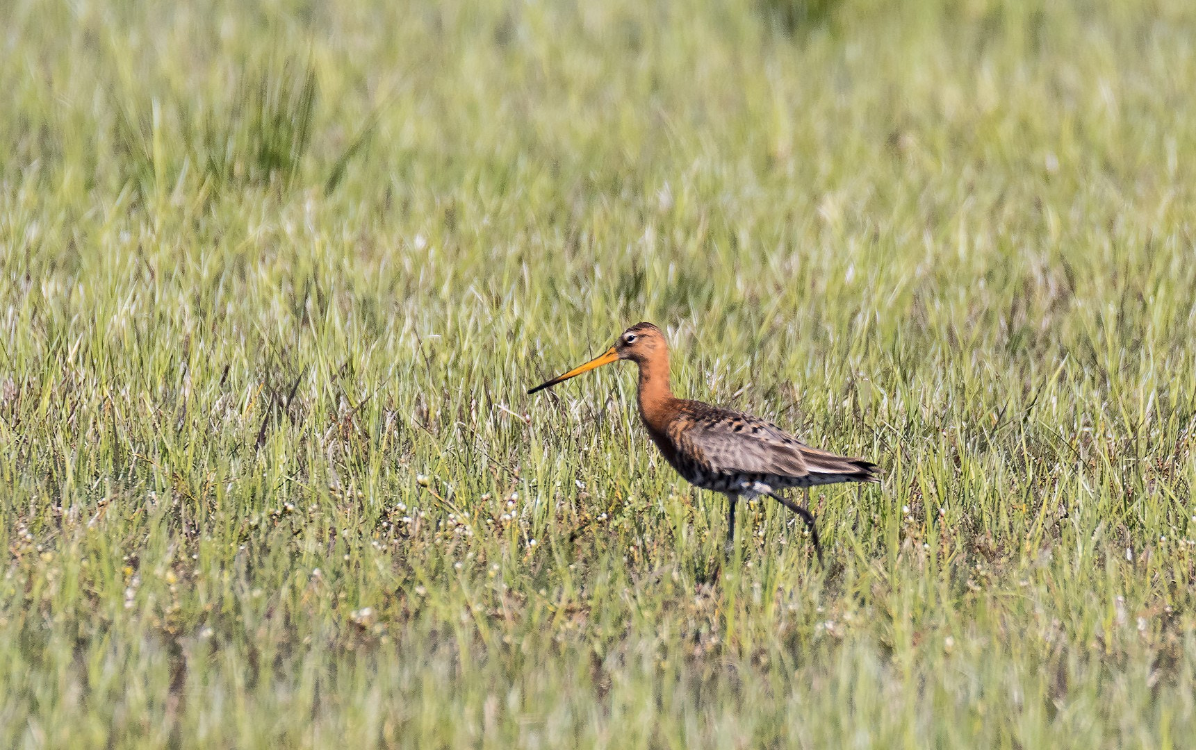 Canon EOS 7D Mark II + Tamron SP 150-600mm F5-6.3 Di VC USD sample photo. Limosa limosa photography