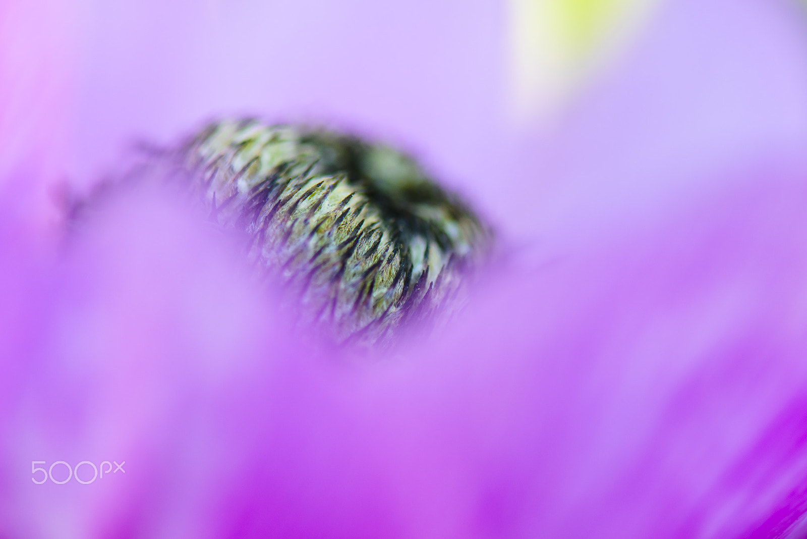 Nikon AF-S Micro-Nikkor 105mm F2.8G IF-ED VR sample photo. Hairy photography