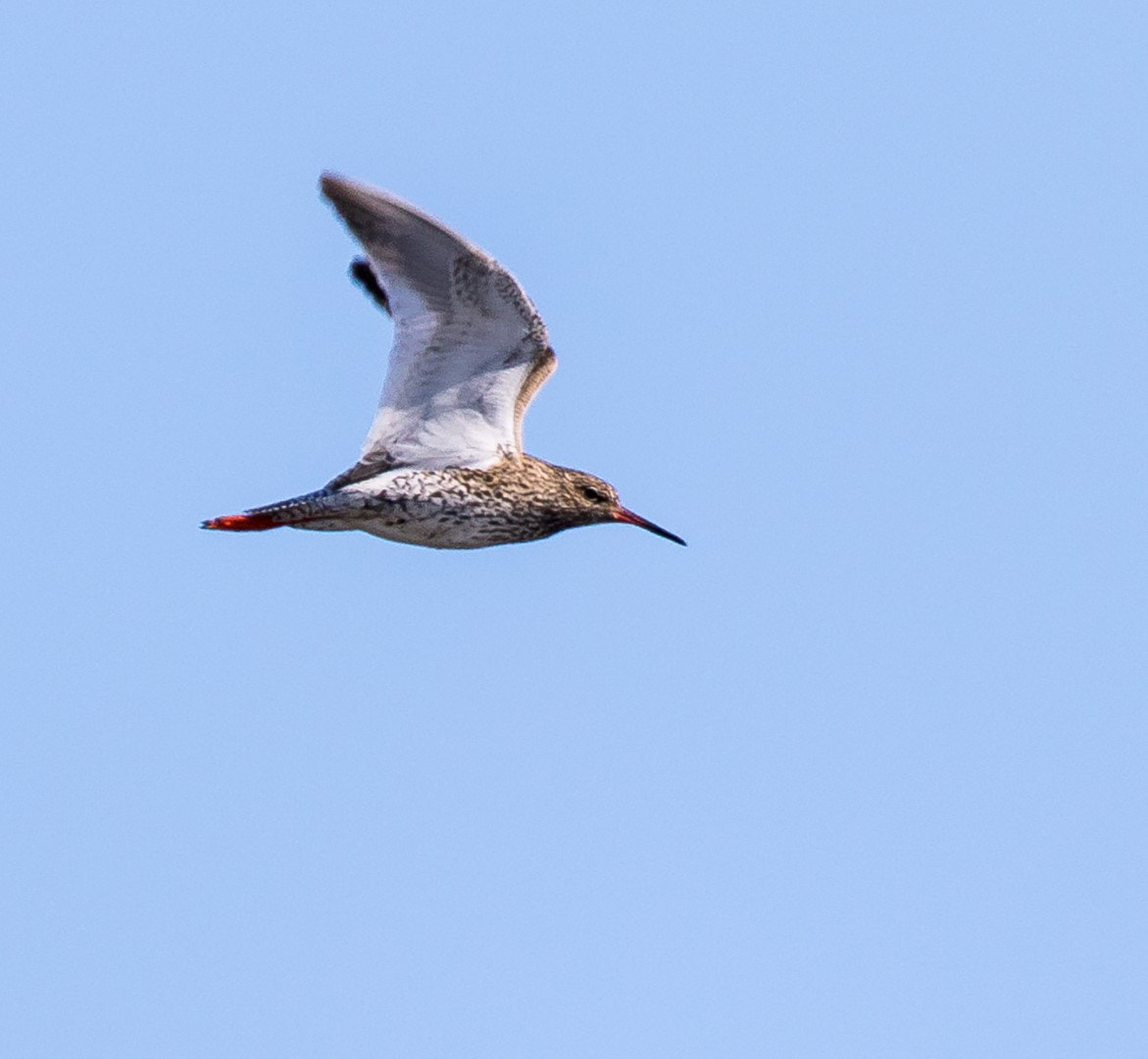 Tamron SP 150-600mm F5-6.3 Di VC USD sample photo. Tringa totanus photography