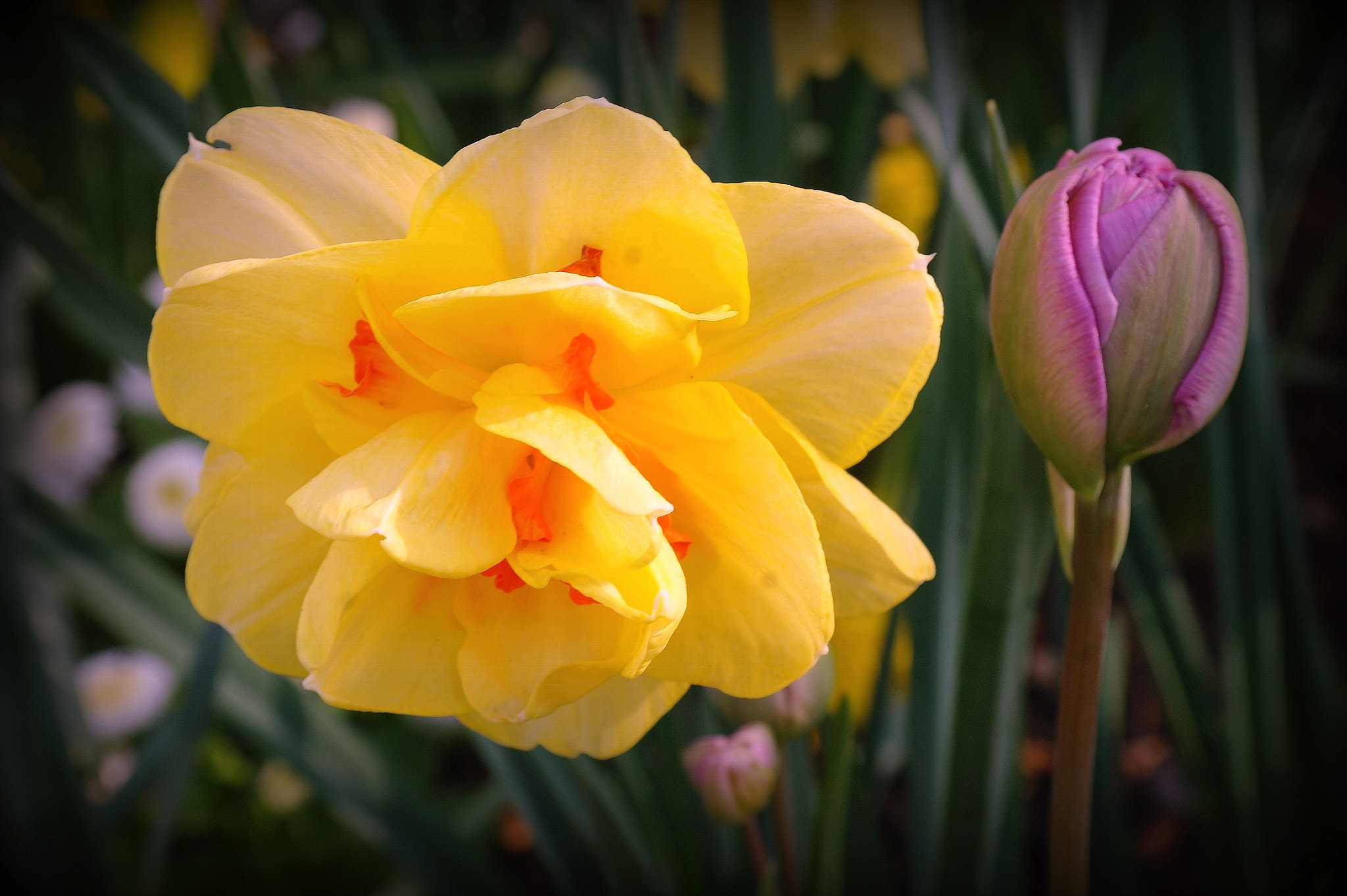 Samsung NX10 sample photo. "frÜhlingsblumen" photography