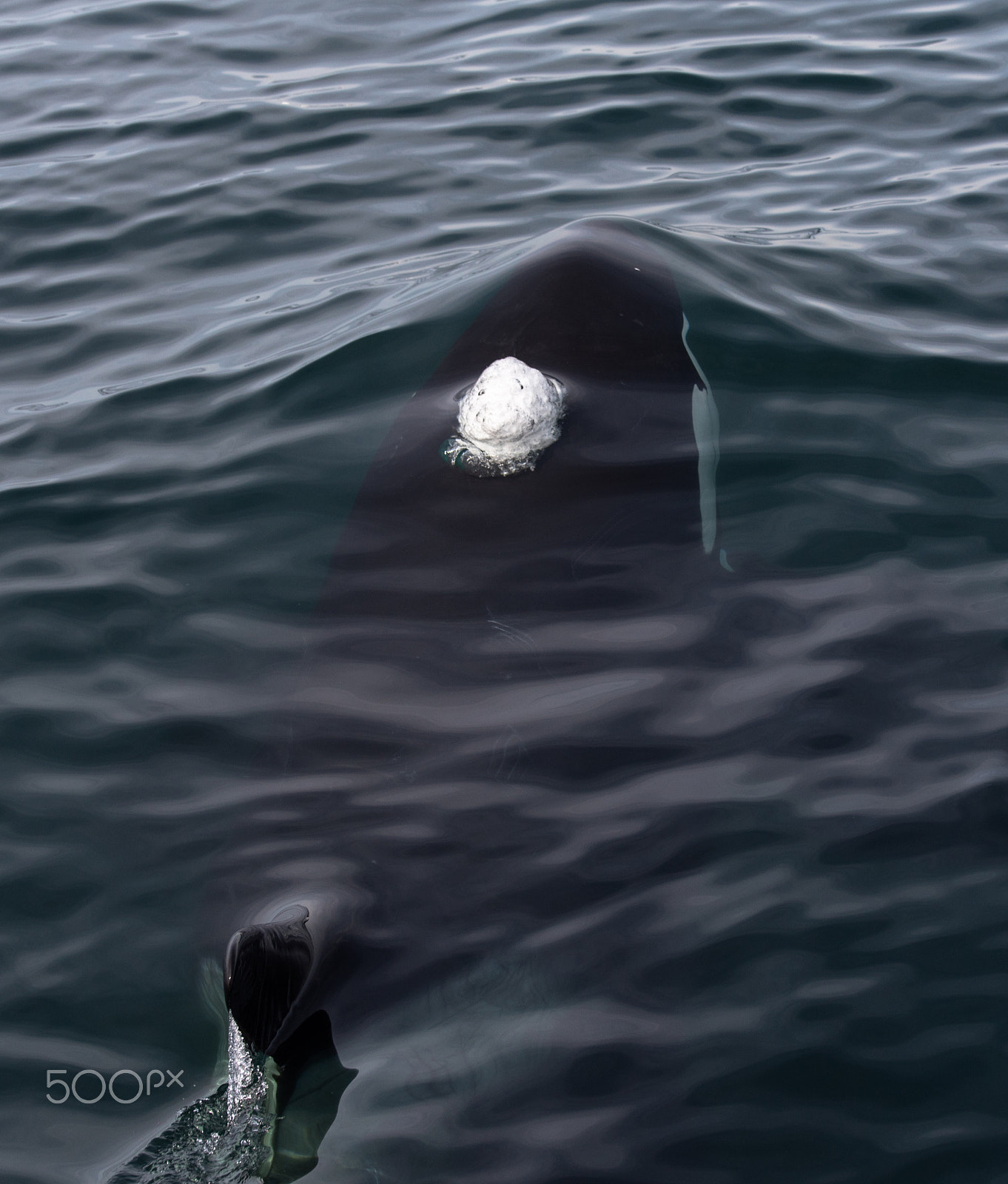 Nikon AF-S Nikkor 70-200mm F2.8G ED VR II sample photo. Whalewatch photography