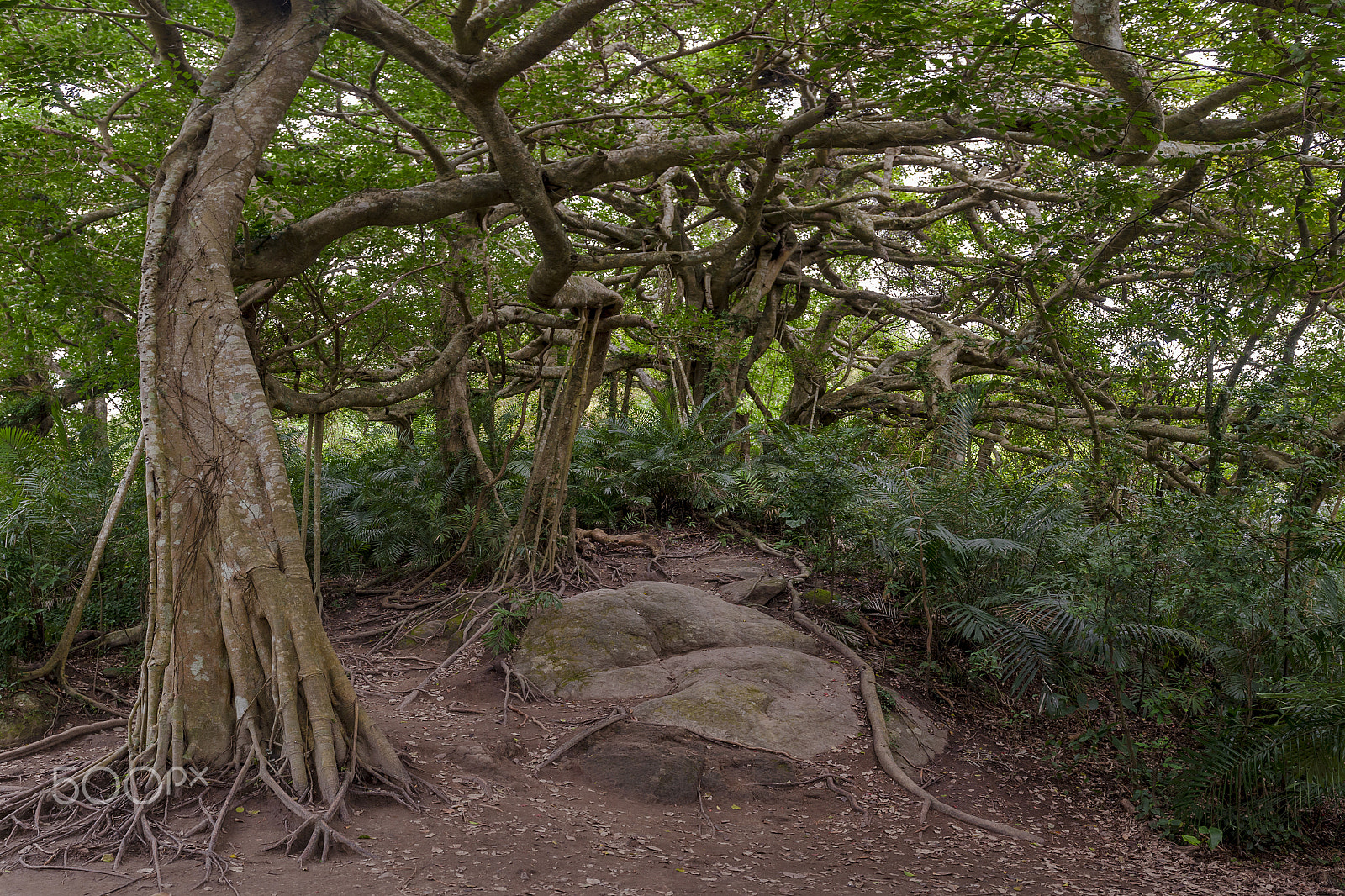 Nikon AF-S Nikkor 24-70mm F2.8G ED sample photo. 臺灣 taiwan * the walking tree 2 photography