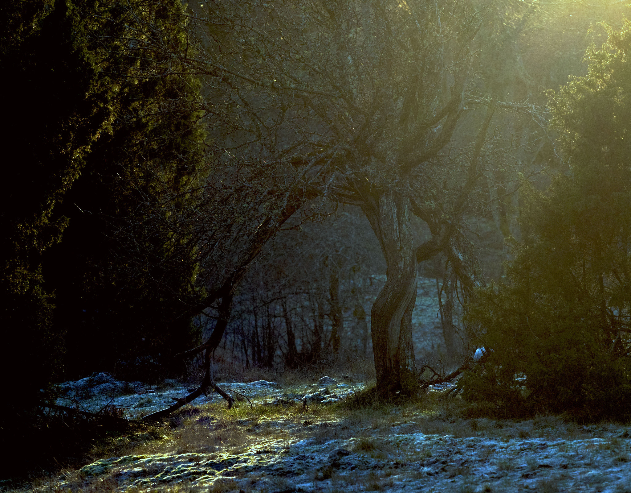 Olympus M.Zuiko Digital ED 40-150mm F2.8 Pro sample photo. Troll petrified by morning sunbeams photography
