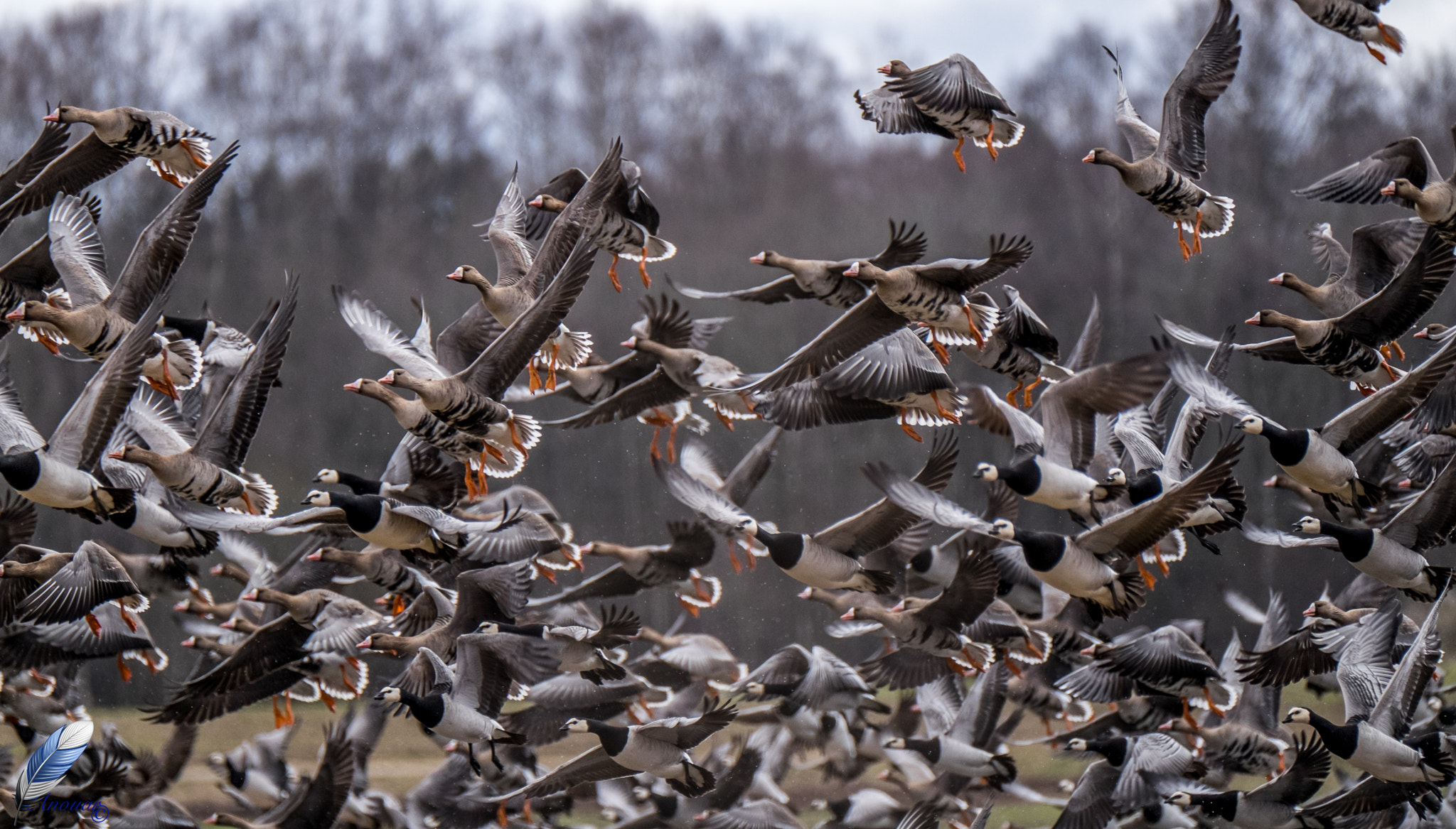 Fujifilm XF 100-400mm F4.5-5.6 R LM OIS WR sample photo. Geese photography