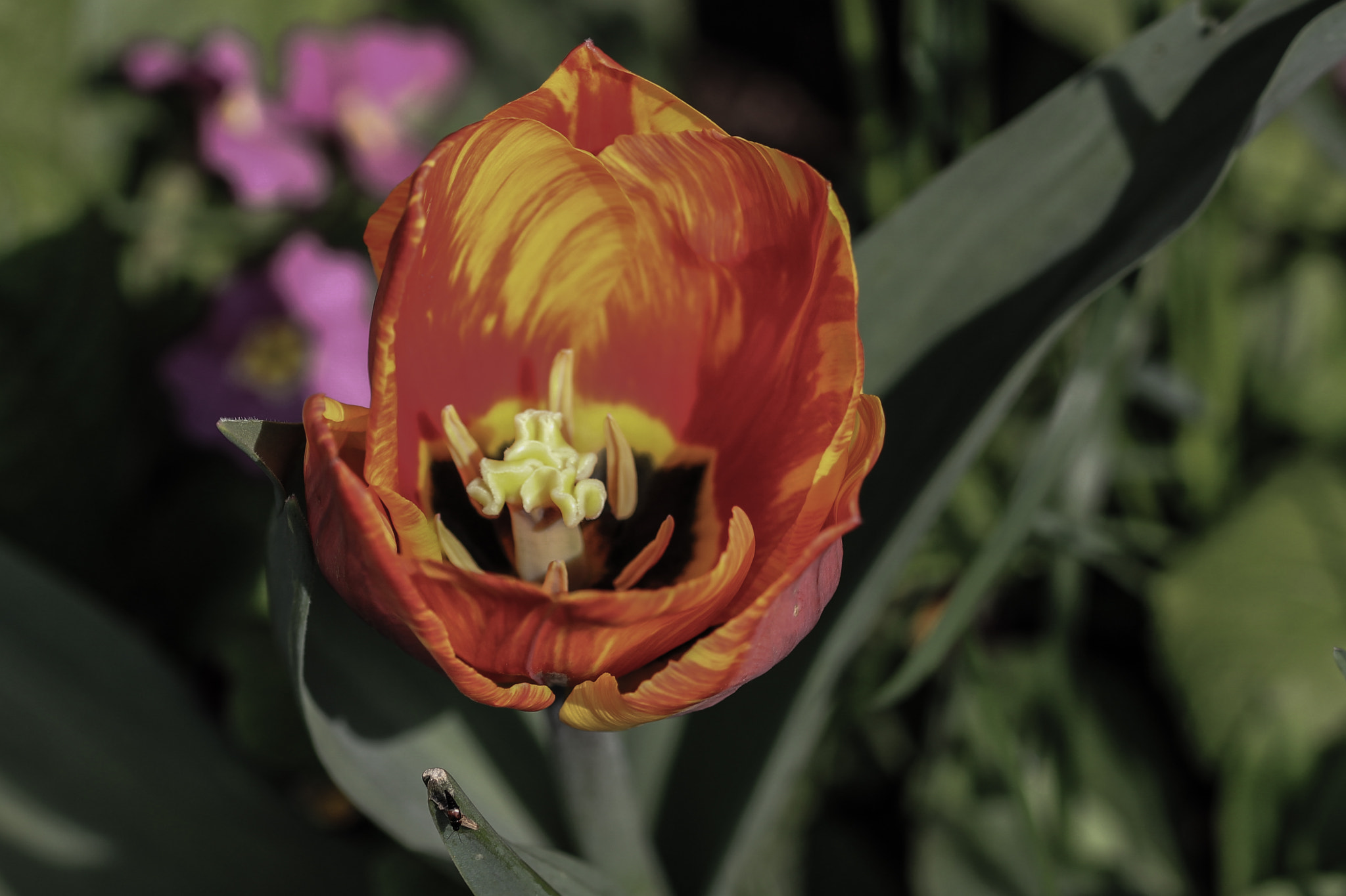 Sigma 105mm F2.8 EX DG OS HSM sample photo. Orange tulip 2 ,tulipe orange 2 photography