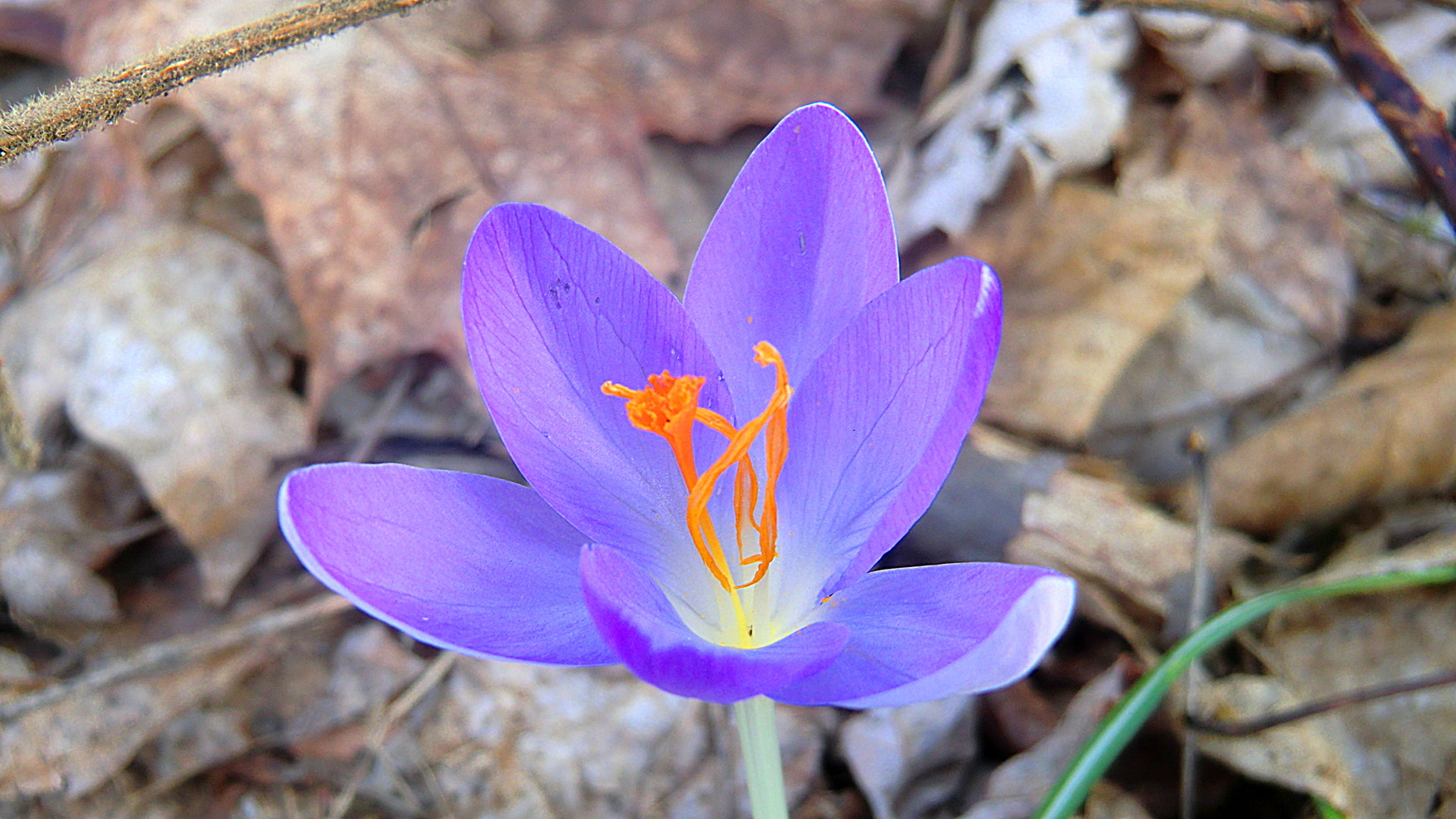 CASIO EX-H15 sample photo. Frühlingserwachen photography
