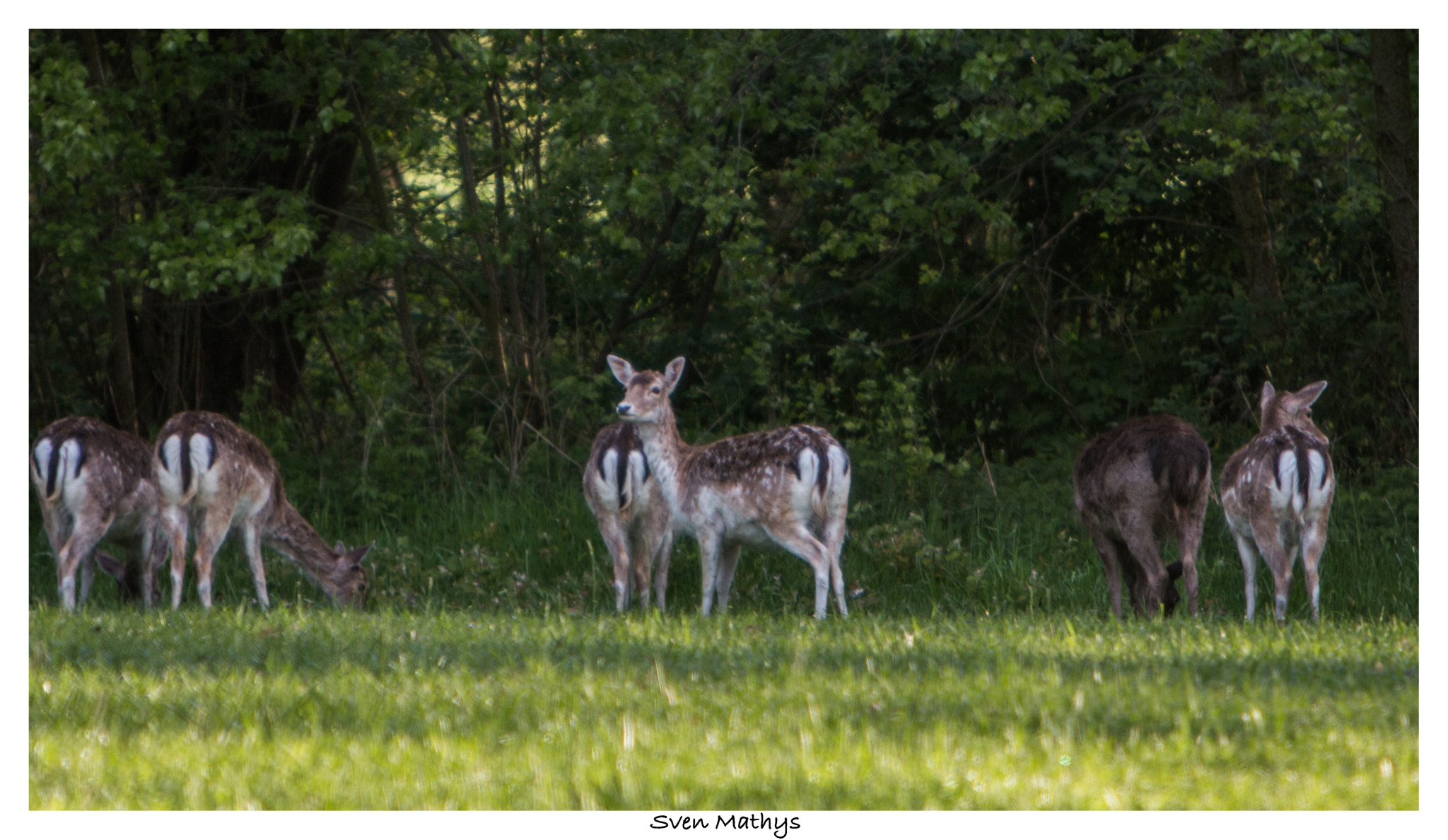 Canon EF 70-200mm F2.8L IS USM sample photo. Herten photography