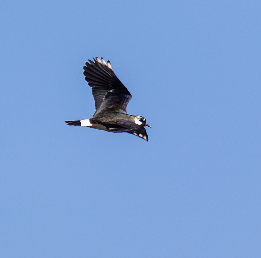 Tamron SP 150-600mm F5-6.3 Di VC USD sample photo. Vanellus vanellus photography