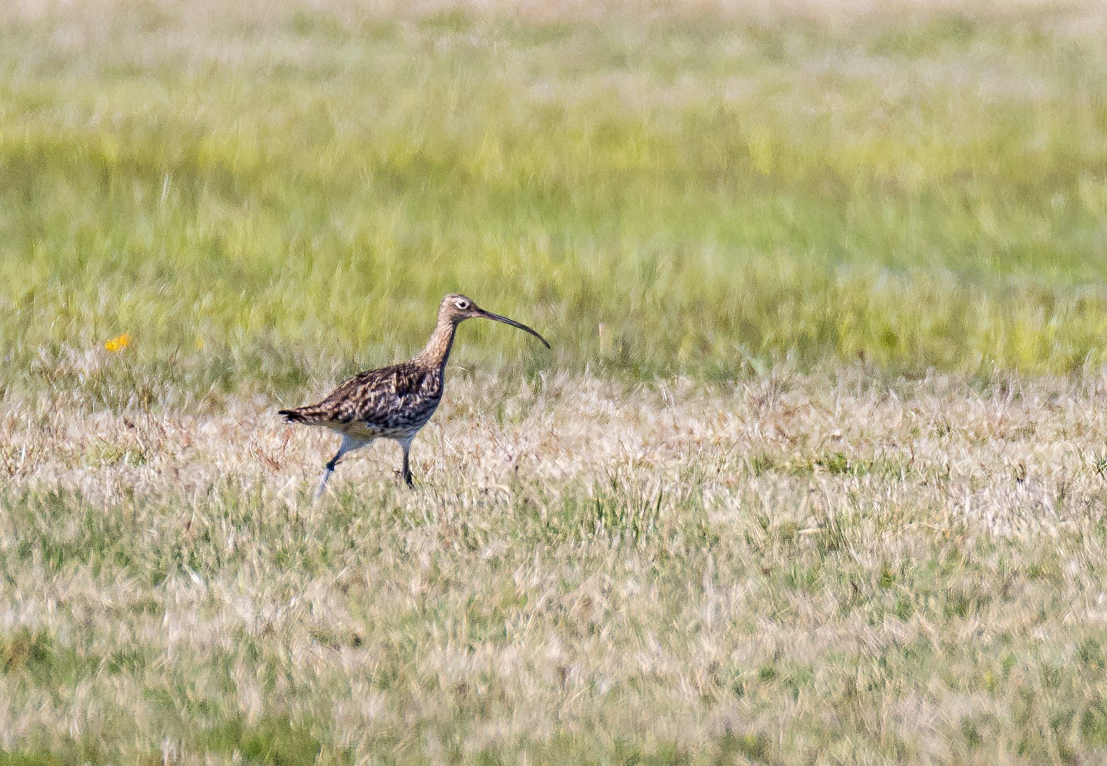 Tamron SP 150-600mm F5-6.3 Di VC USD sample photo. Numenius arquata photography