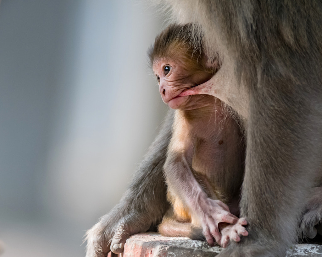 INNOCENCE by Nk Pandey on 500px.com